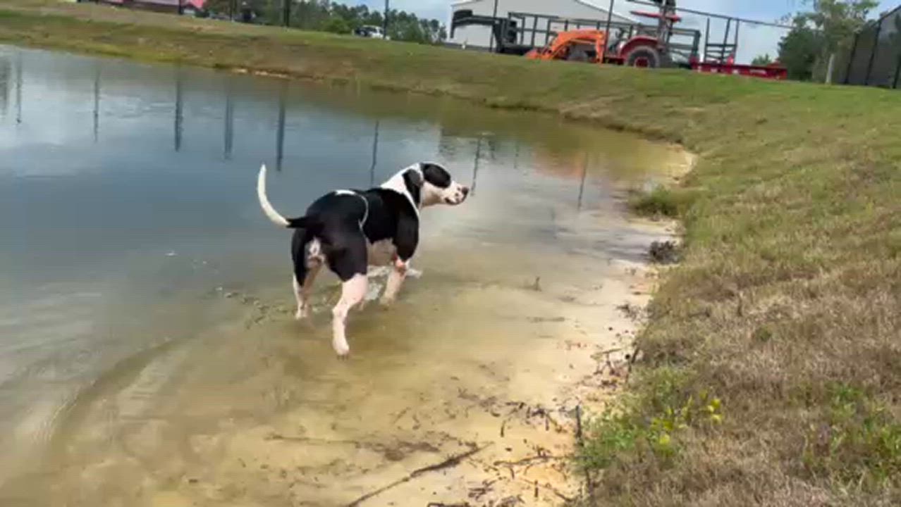 Enlarge ZORALYNN, a Adoptable mixed breed in Lynn Haven, FL video 5/5