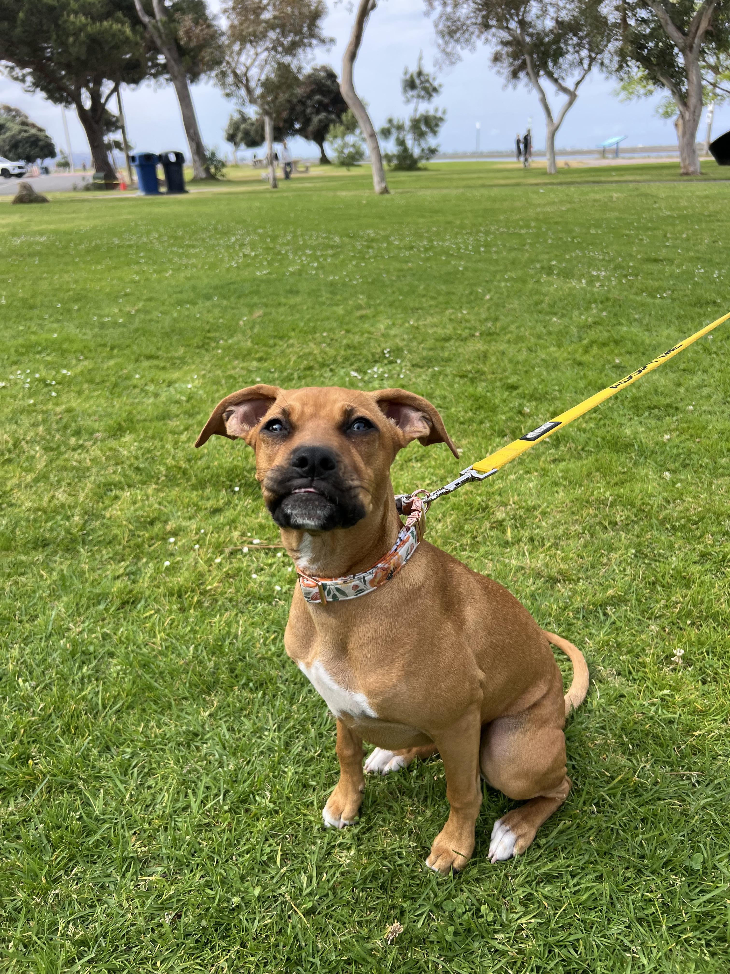 Enlarge Tala , a ADOPTABLE mixed breed in El Cajon, CA image 1/1