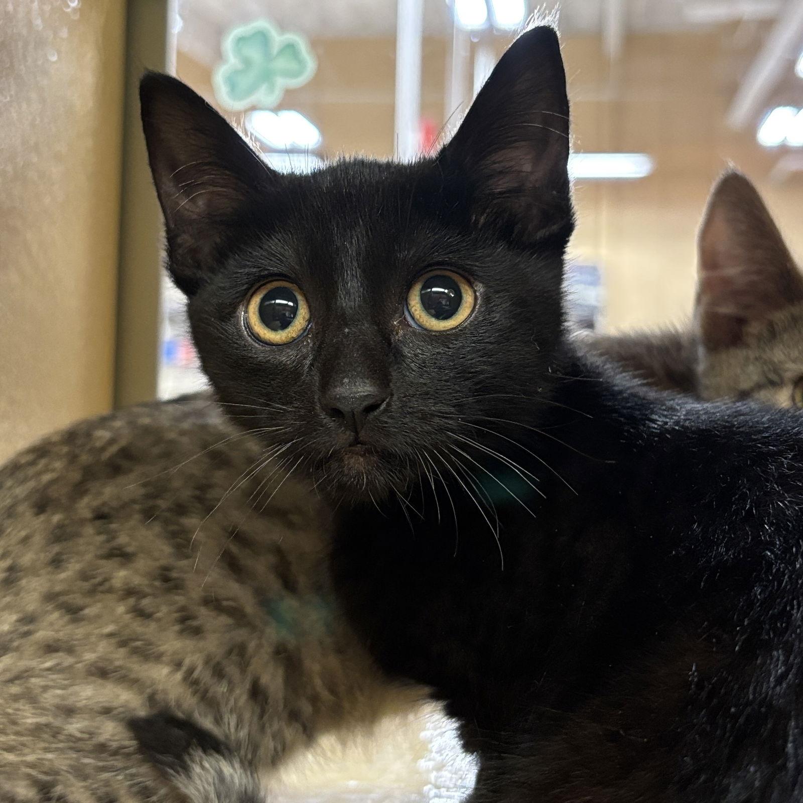 Lord Anthony, Adopted, Kitten Male Domestic Short Hair.