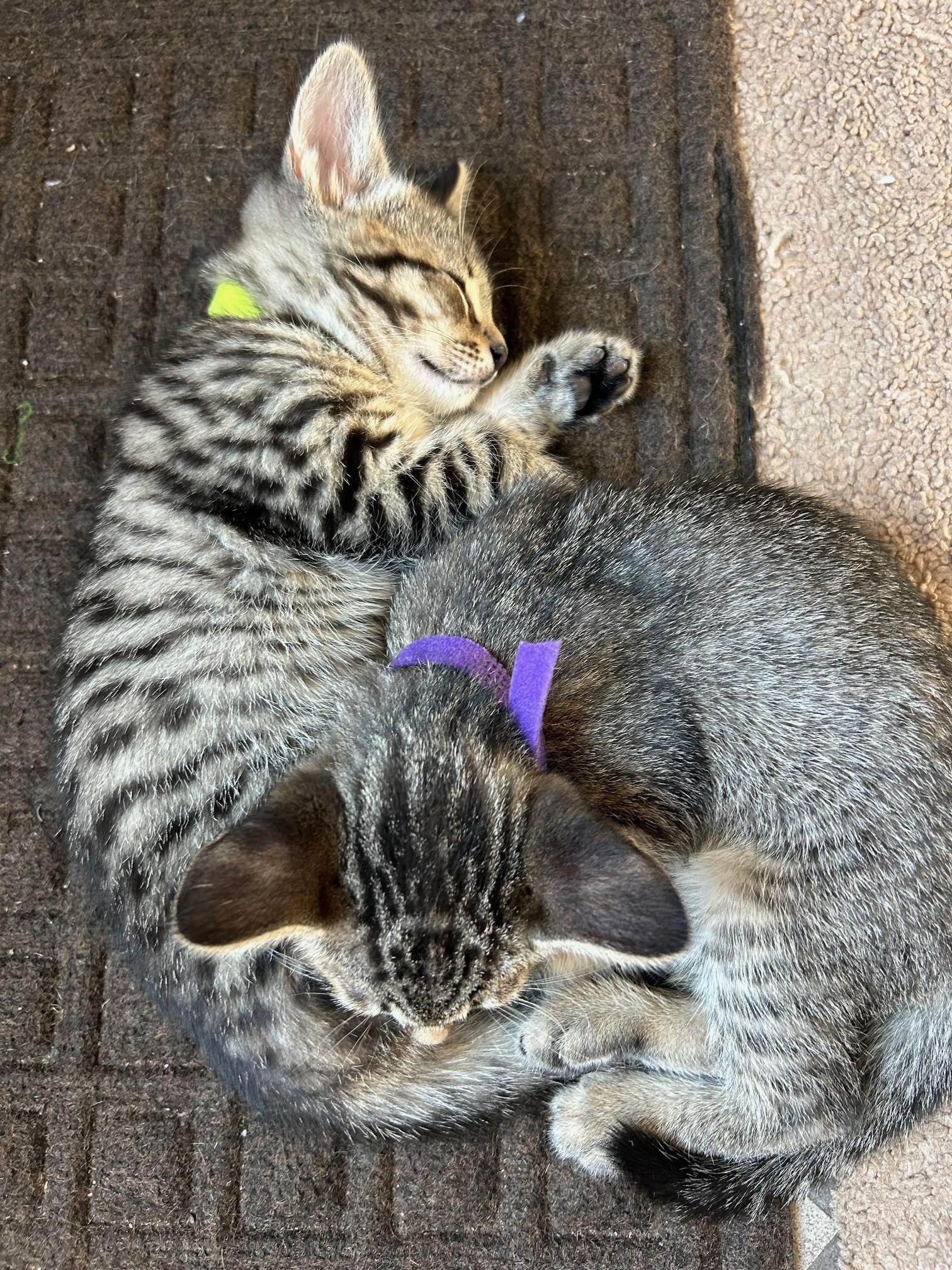 Duplicate thumbnail 2