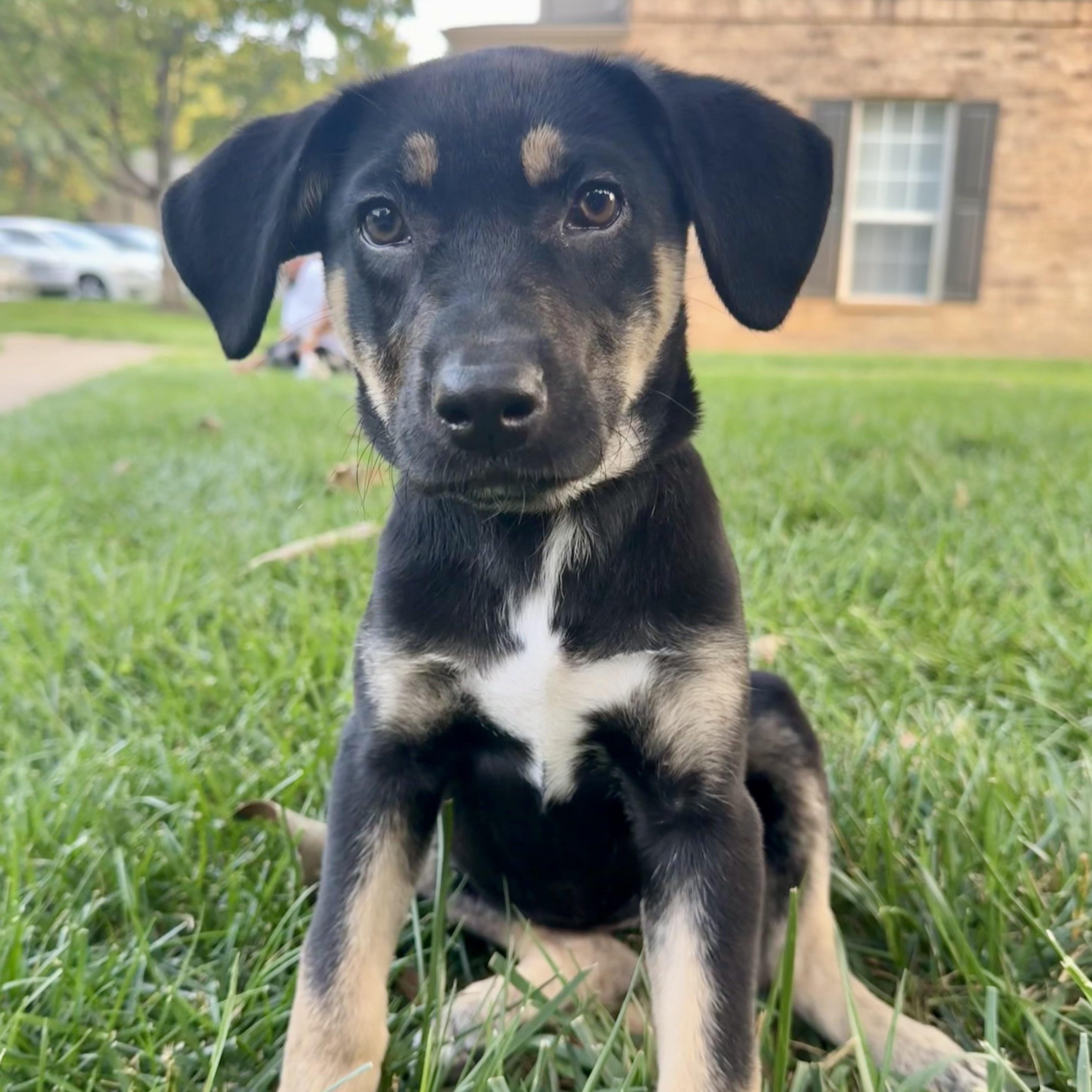 Gracie, ADOPTABLE, Puppy Female Shepherd.