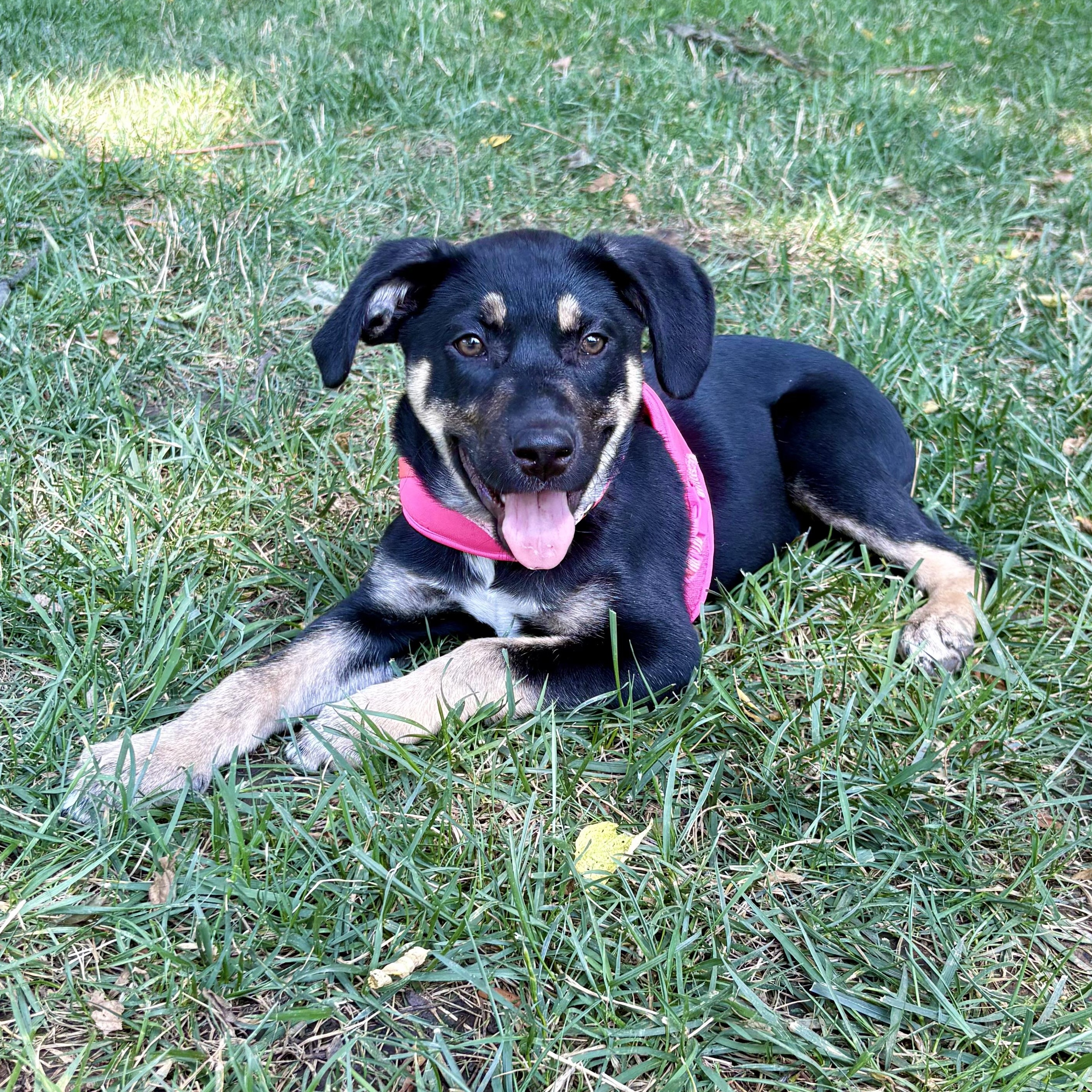 Gracie, a ADOPTABLE mixed breed in Olathe, KS image 5/6