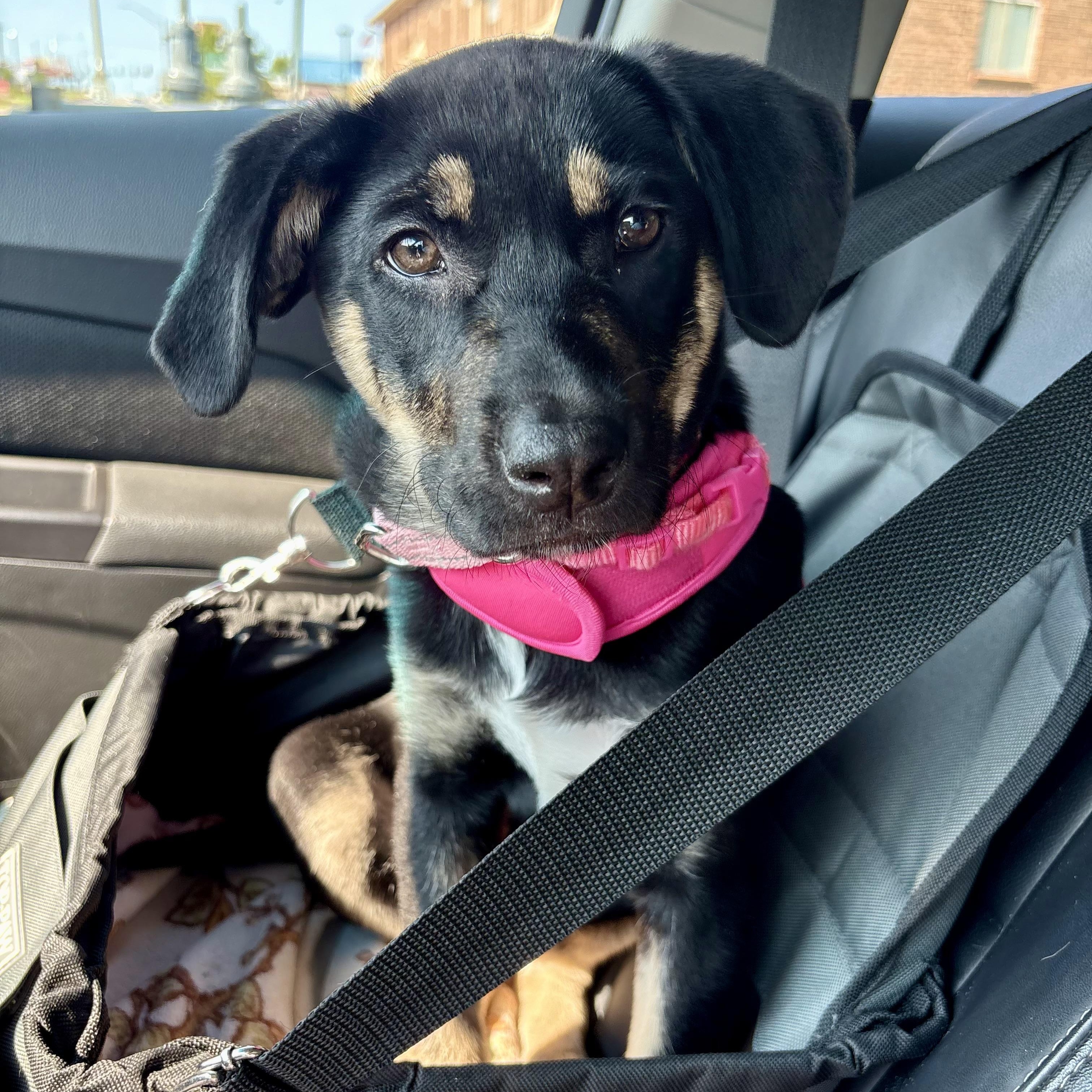 Gracie, a ADOPTABLE mixed breed in Olathe, KS image 3/6