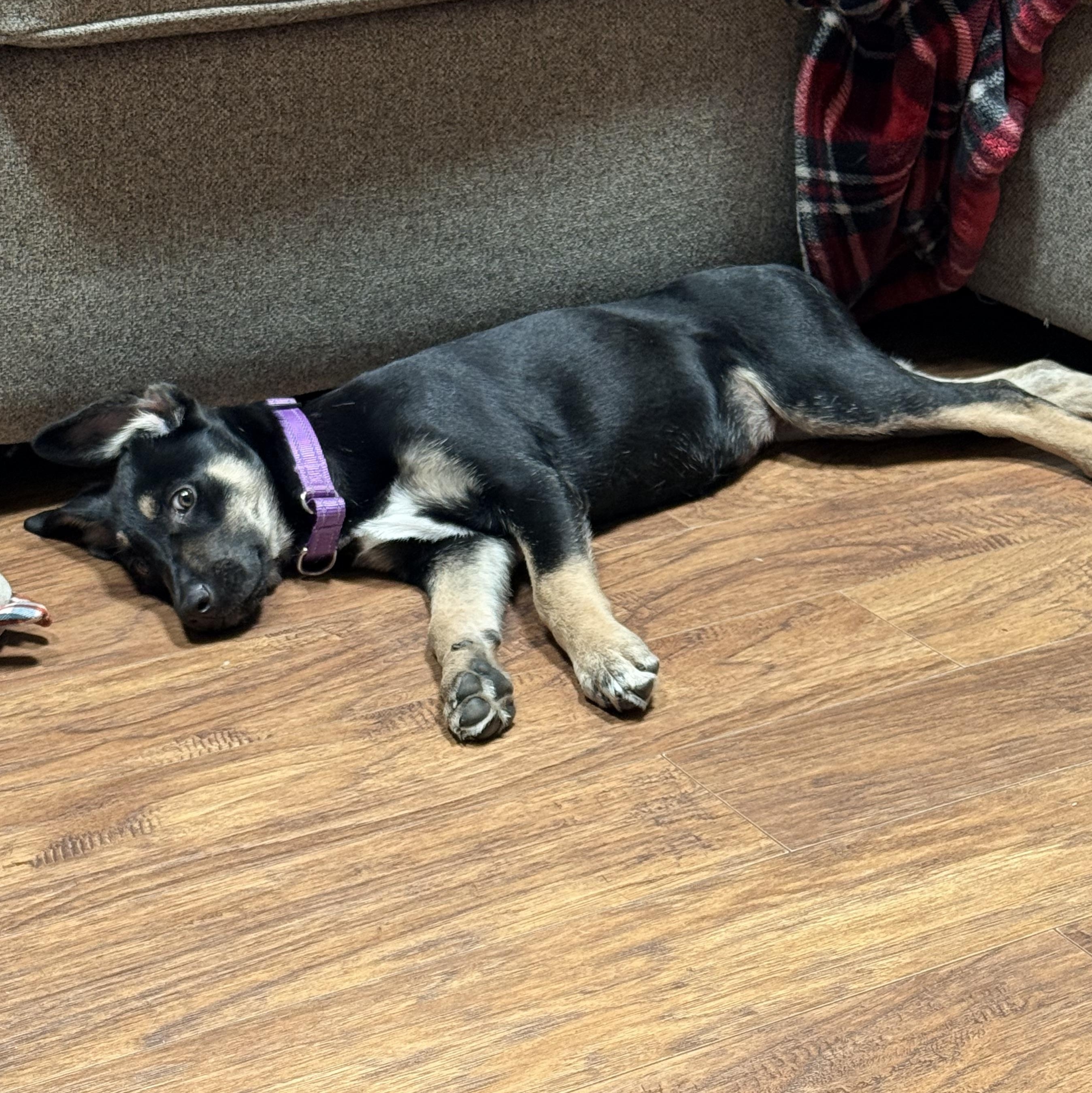 Gracie, a ADOPTABLE mixed breed in Olathe, KS image 4/6