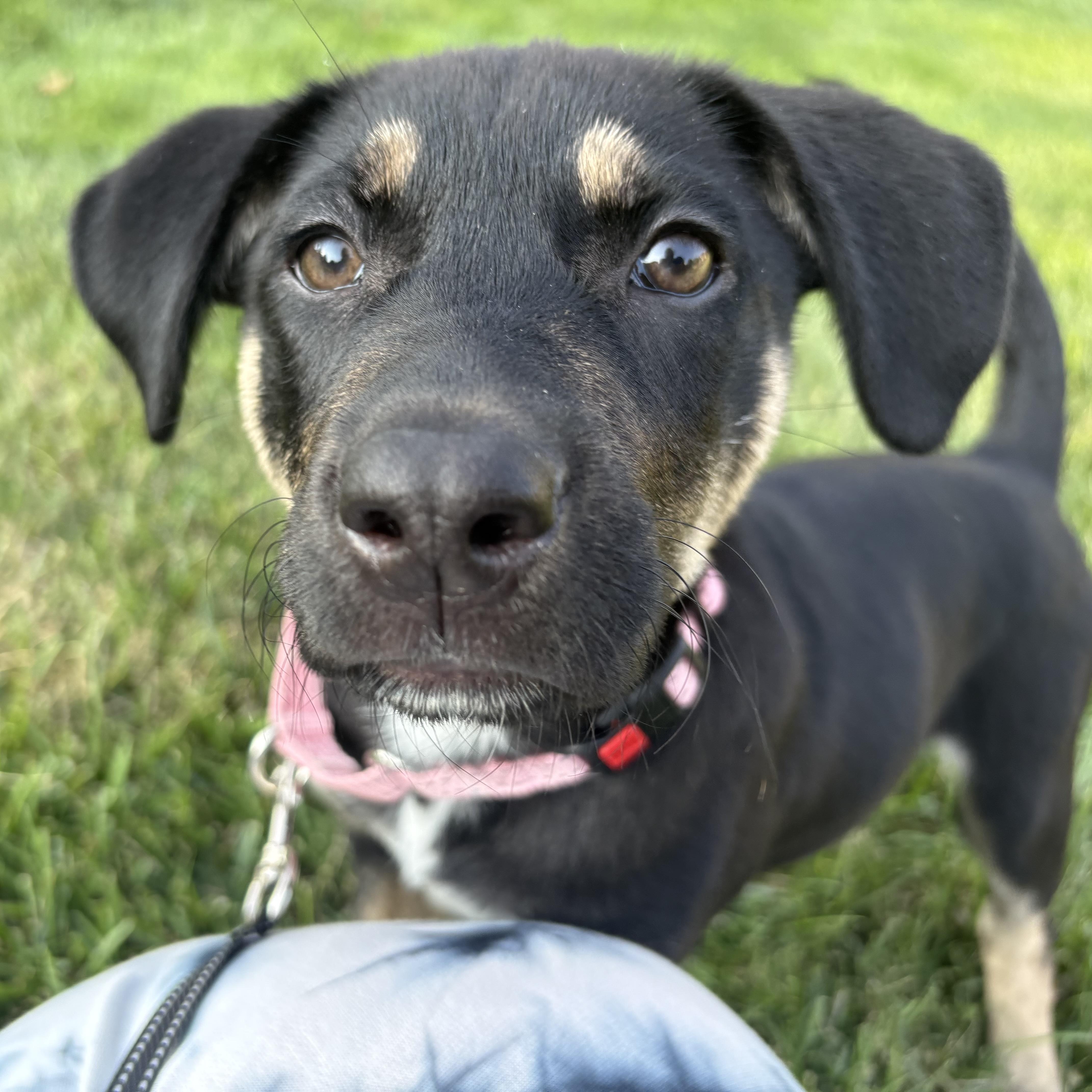Gracie, a ADOPTABLE mixed breed in Olathe, KS image 6/6