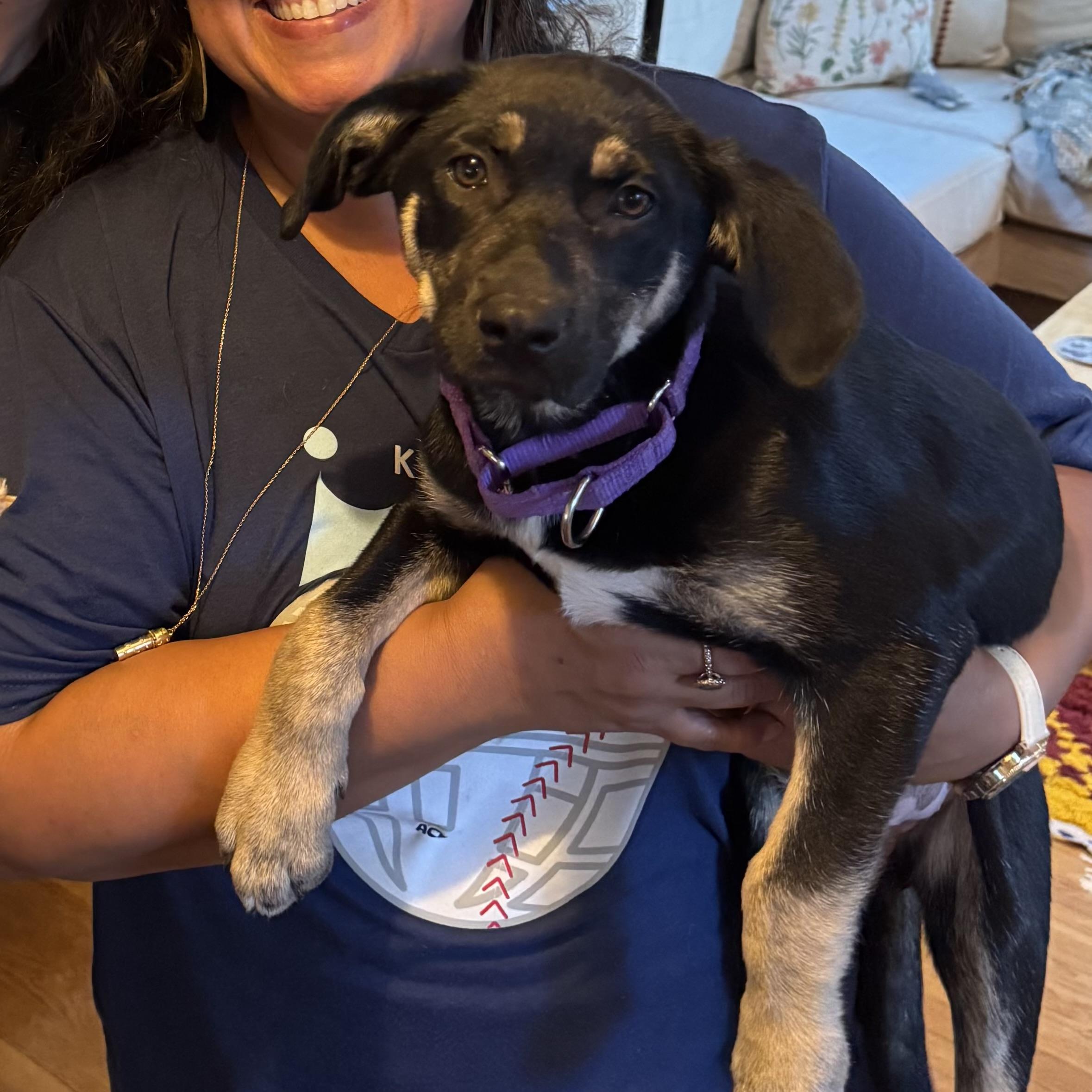 Gracie, a ADOPTABLE mixed breed in Olathe, KS image 2/6