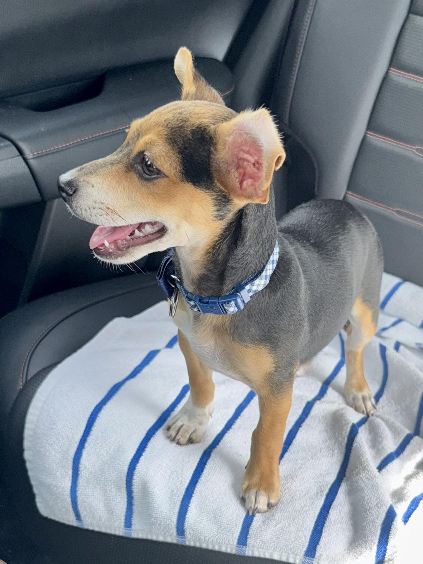 Enlarge Mini Beagle PUPPY boy Astro, a ADOPTABLE Beagle in Boca Raton, FL image 3/6