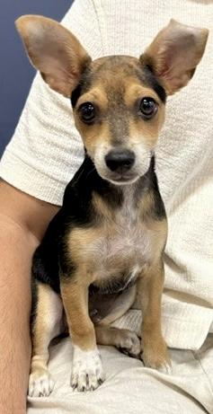 Enlarge Mini Beagle PUPPY boy Astro, a ADOPTABLE Beagle in Boca Raton, FL image 1/6