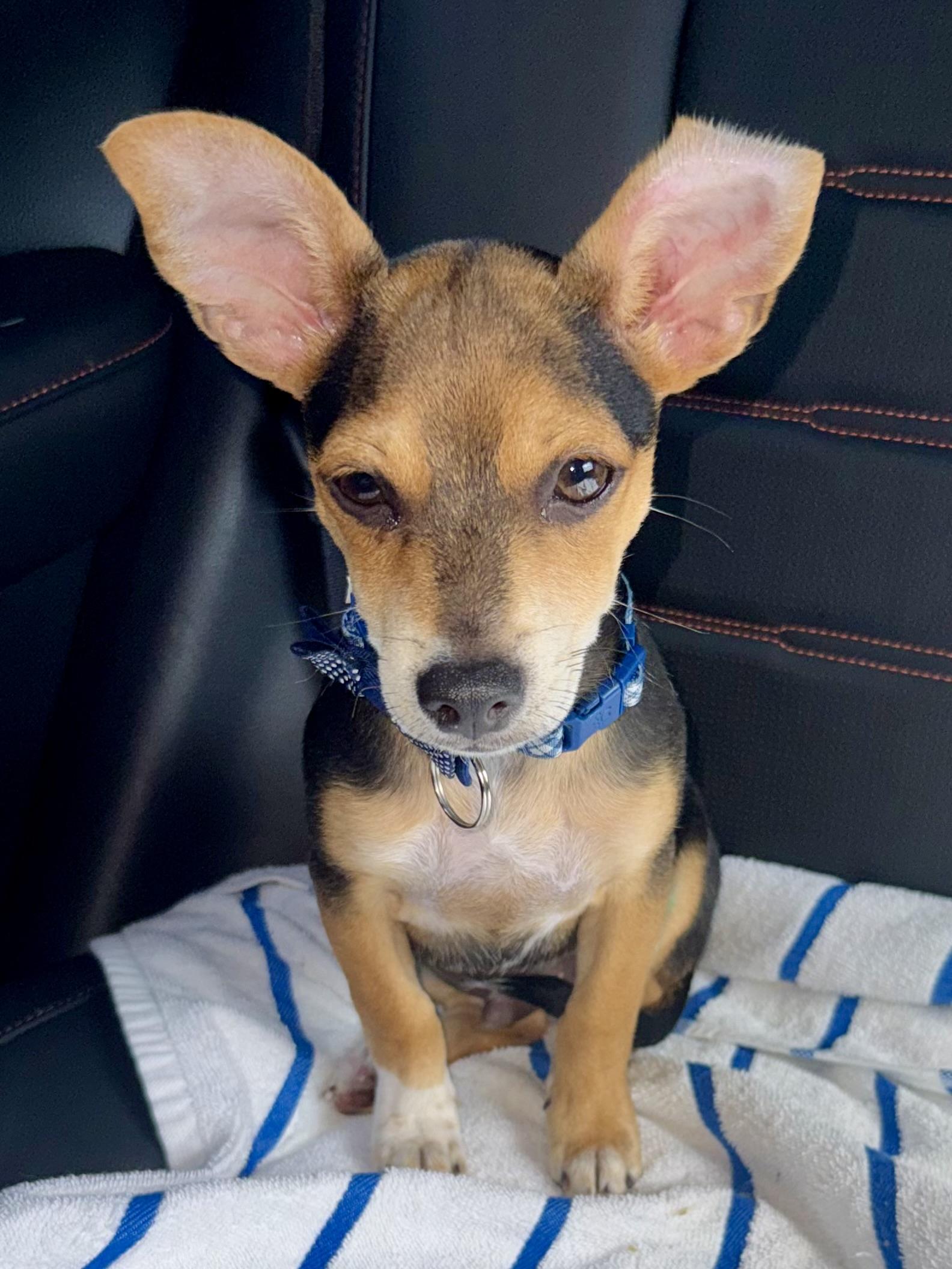 Enlarge Mini Beagle PUPPY boy Astro, a ADOPTABLE Beagle in Boca Raton, FL image 4/6