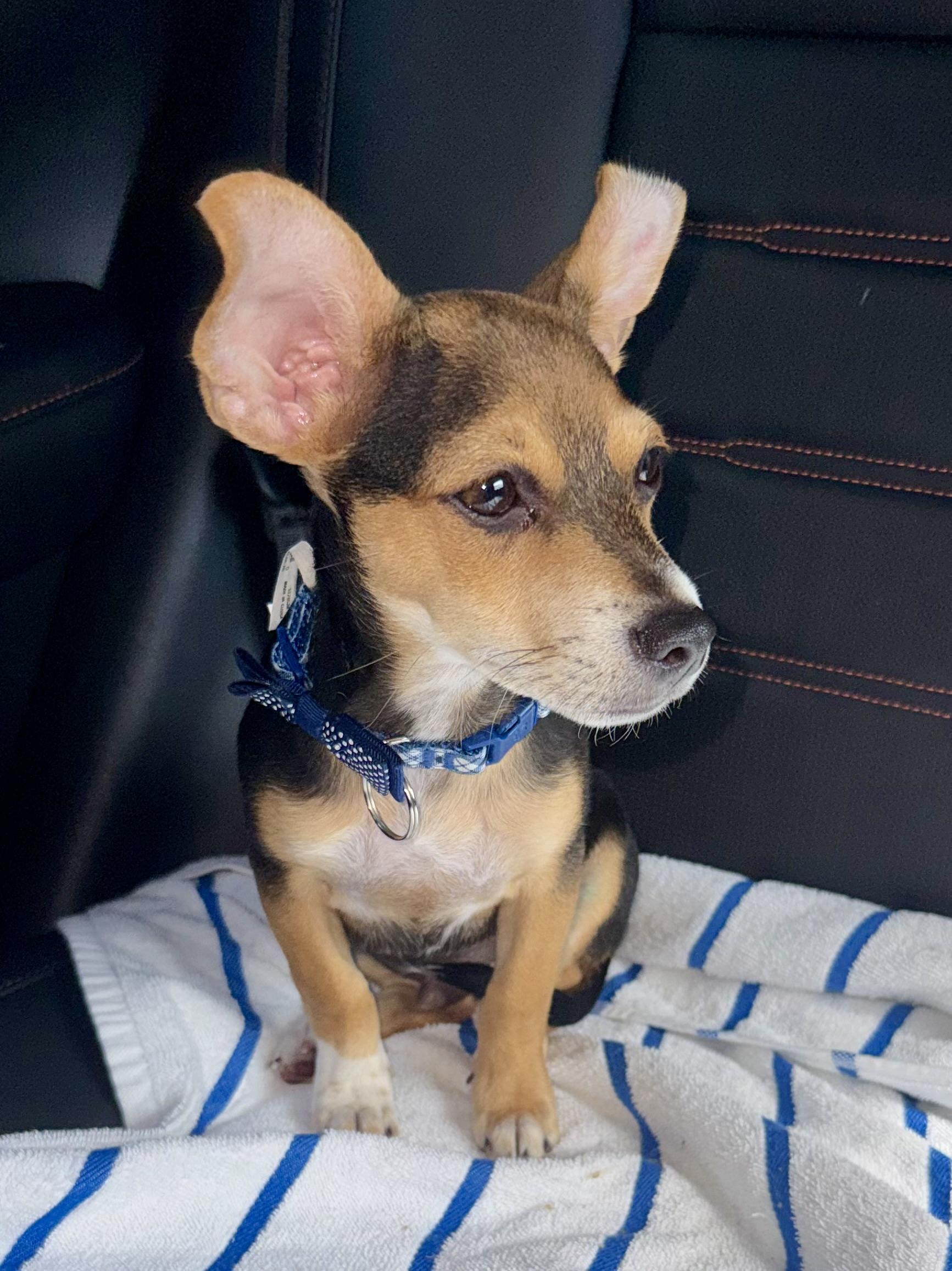 Enlarge Mini Beagle PUPPY boy Astro, a ADOPTABLE Beagle in Boca Raton, FL image 2/6