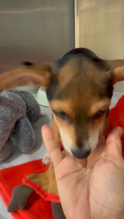 Enlarge Mini Beagle PUPPY boy Astro, a ADOPTABLE Beagle in Boca Raton, FL video 5/6