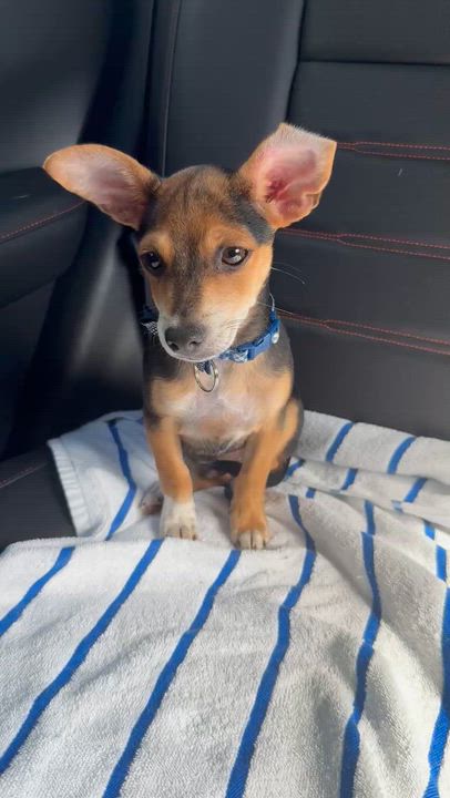 Enlarge Mini Beagle PUPPY boy Astro, a ADOPTABLE Beagle in Boca Raton, FL video 6/6
