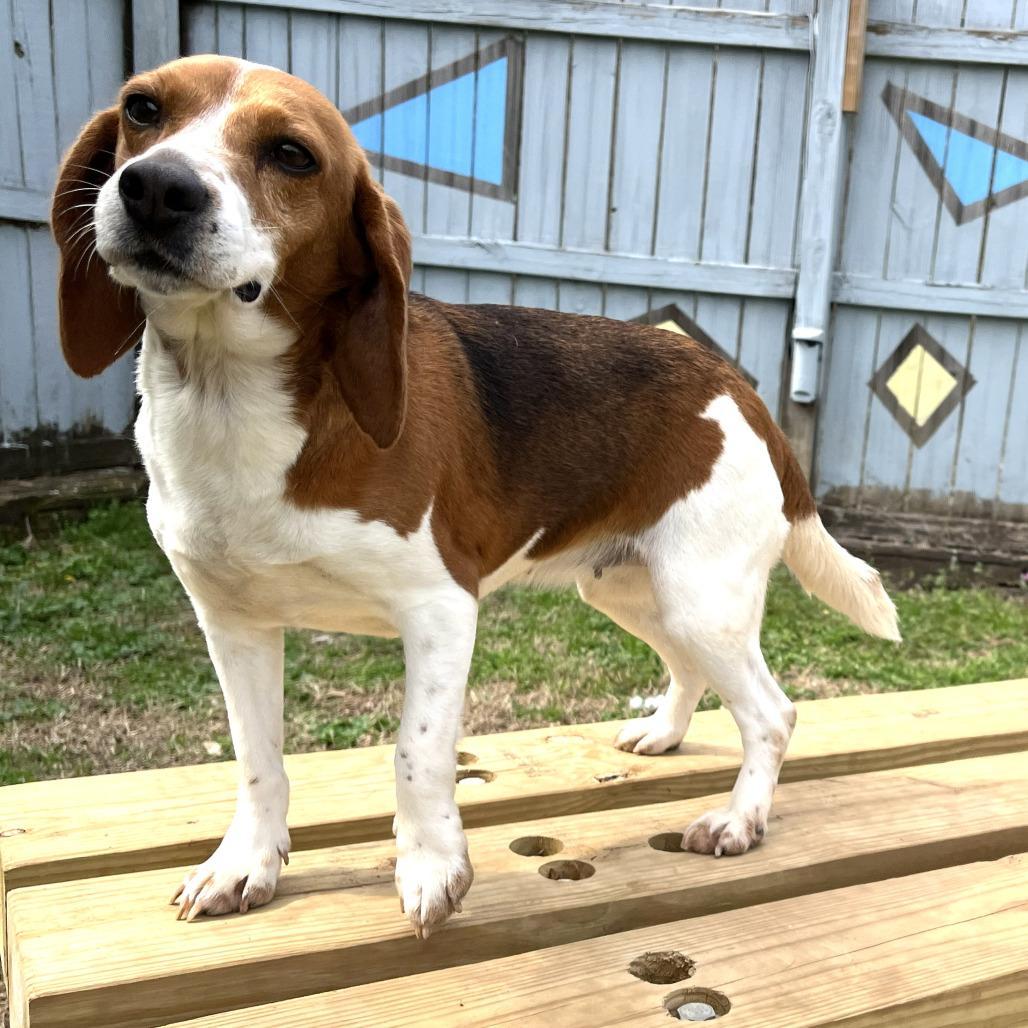 Enlarge Jamie, a Adoptable Beagle in West Point, MS image 1/4