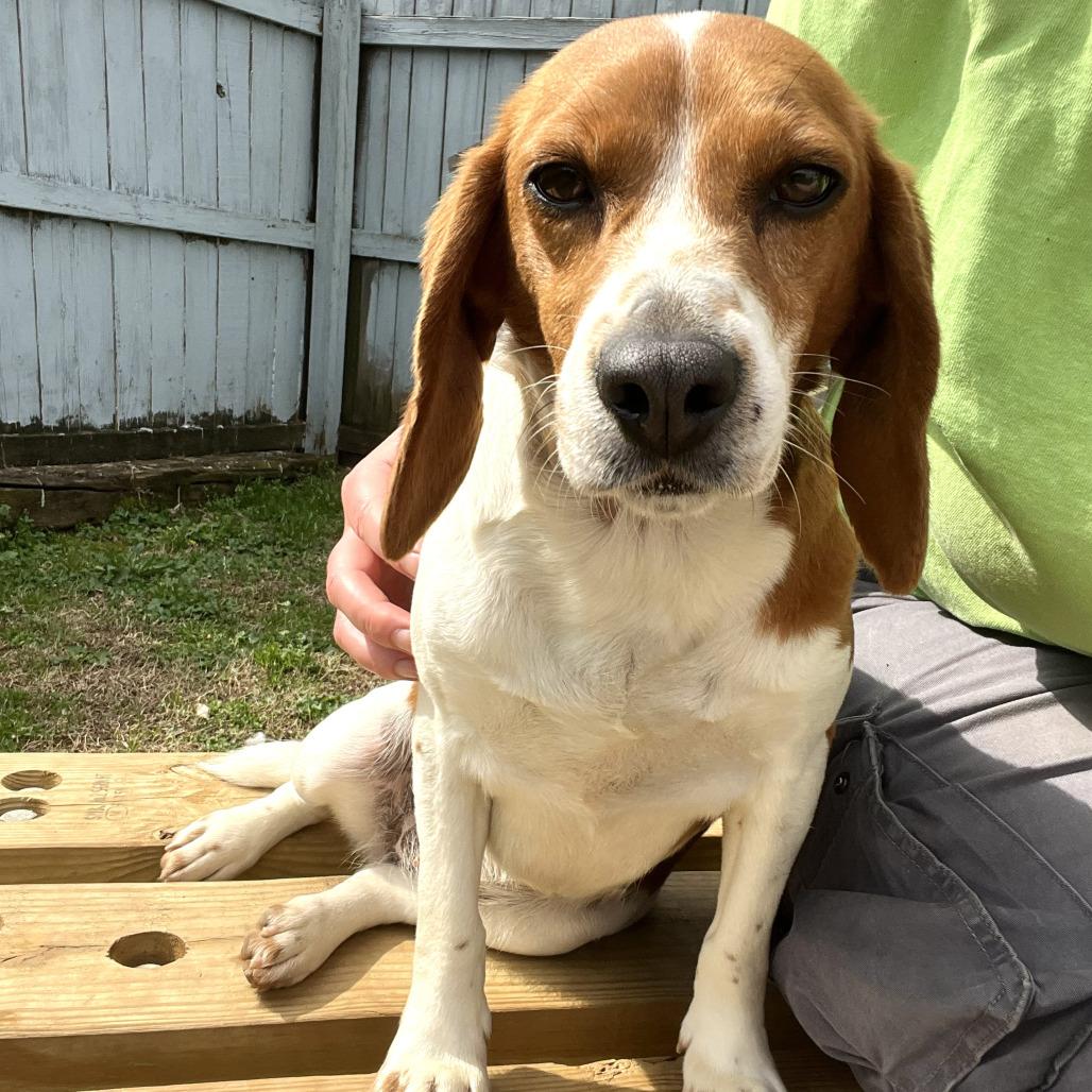 Enlarge Jamie, a Adoptable Beagle in West Point, MS image 2/4