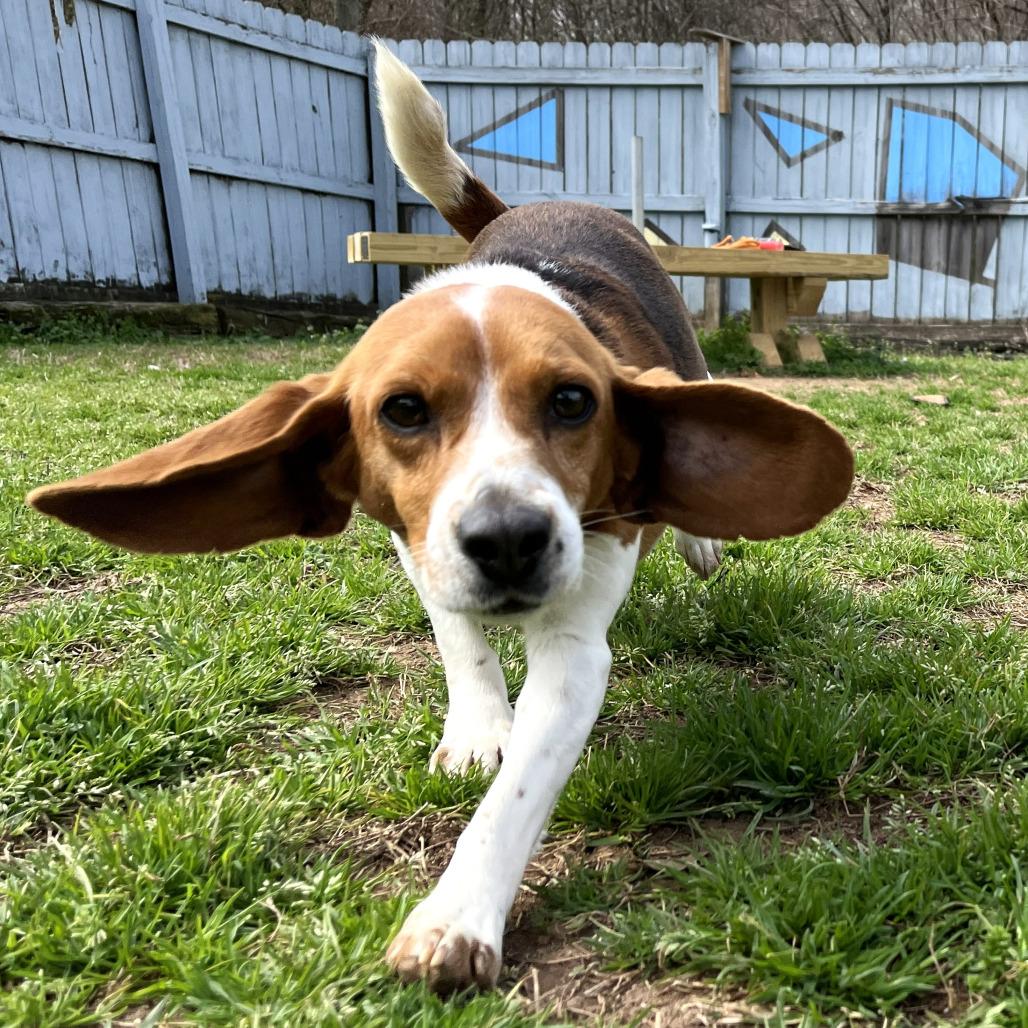 Enlarge Jamie, a Adoptable Beagle in West Point, MS image 3/4