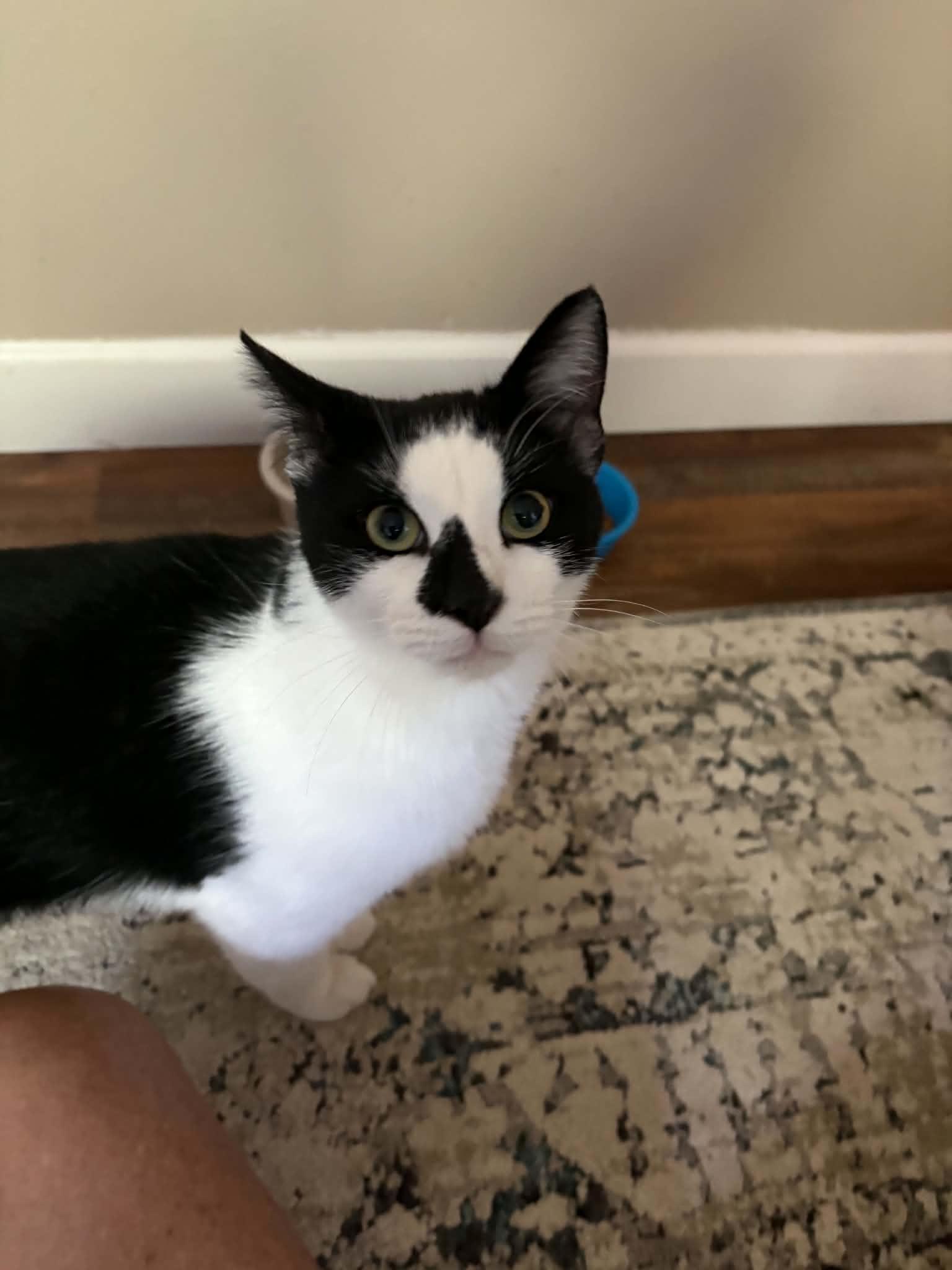 Enlarge Peanut, an adopted Domestic Short Hair in Herculaneum, MO image 3/3