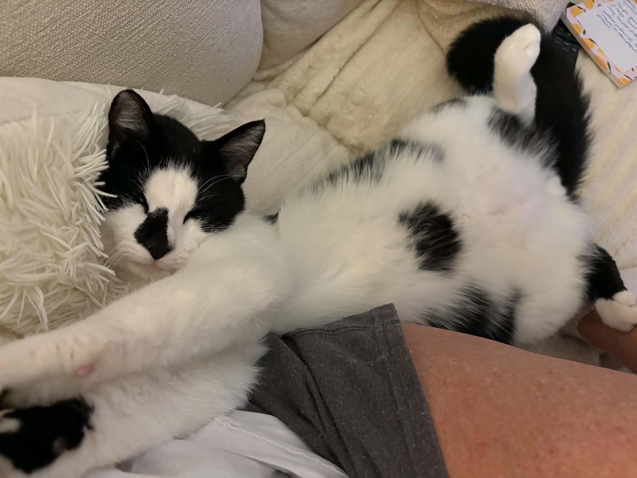 Peanut, adopted, Young Male Domestic Short Hair.