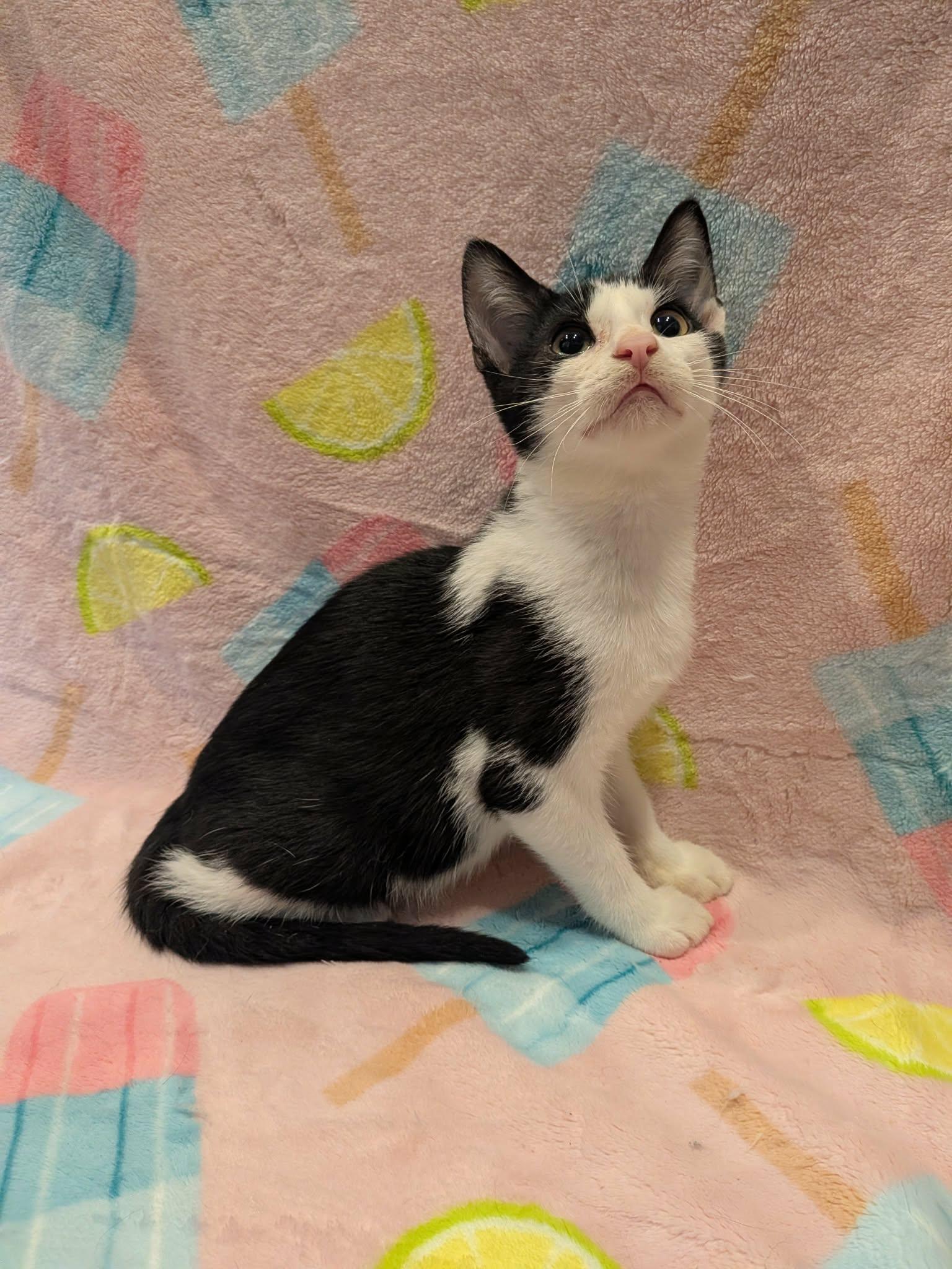 Enlarge RIKER, a Adoptable Domestic Short Hair in Tillsonburg, ON image 2/3