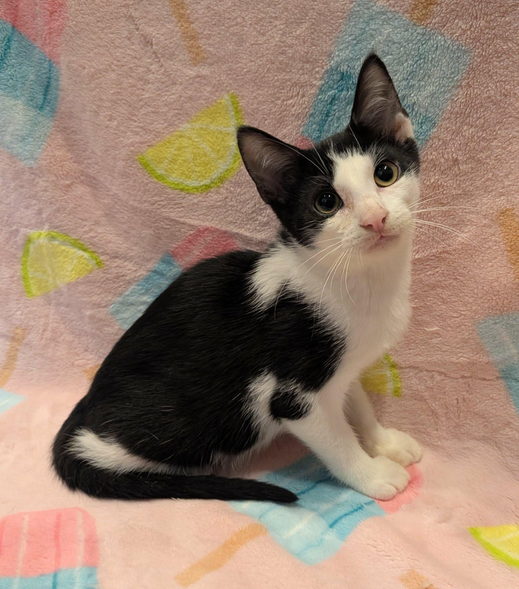 Enlarge RIKER, a Adoptable Domestic Short Hair in Tillsonburg, ON image 1/3
