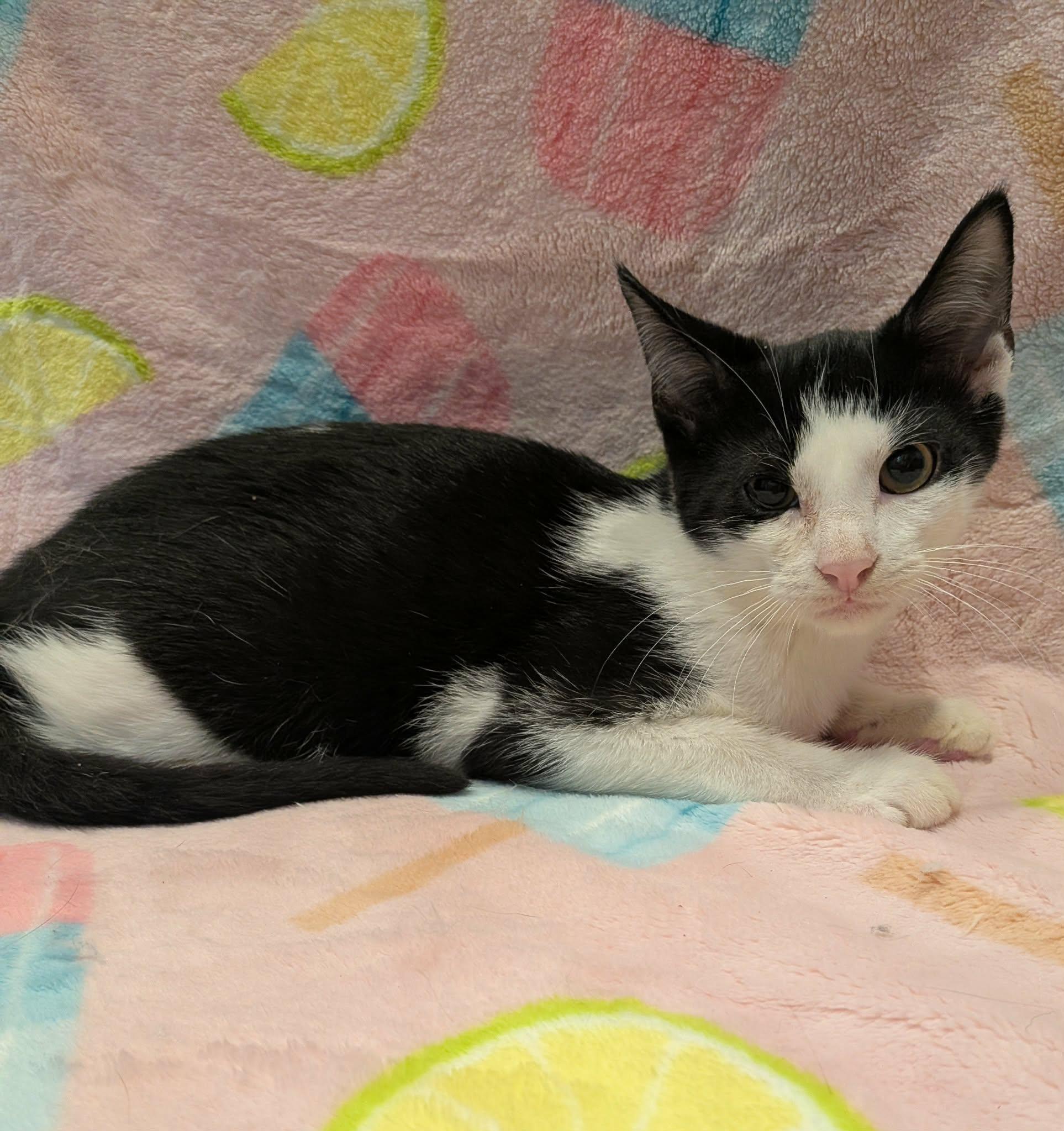 Enlarge RIKER, a Adoptable Domestic Short Hair in Tillsonburg, ON image 3/3