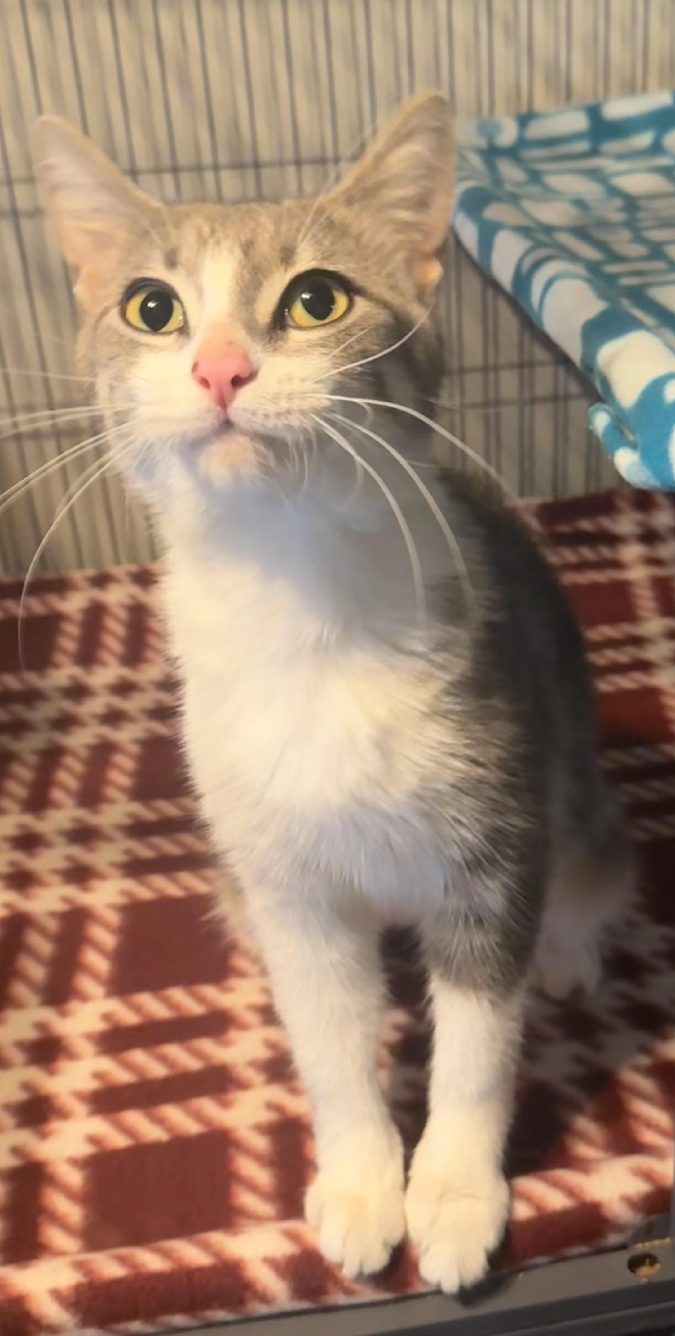 Fifa, a ADOPTABLE mixed breed in Saginaw, MI image 3/3