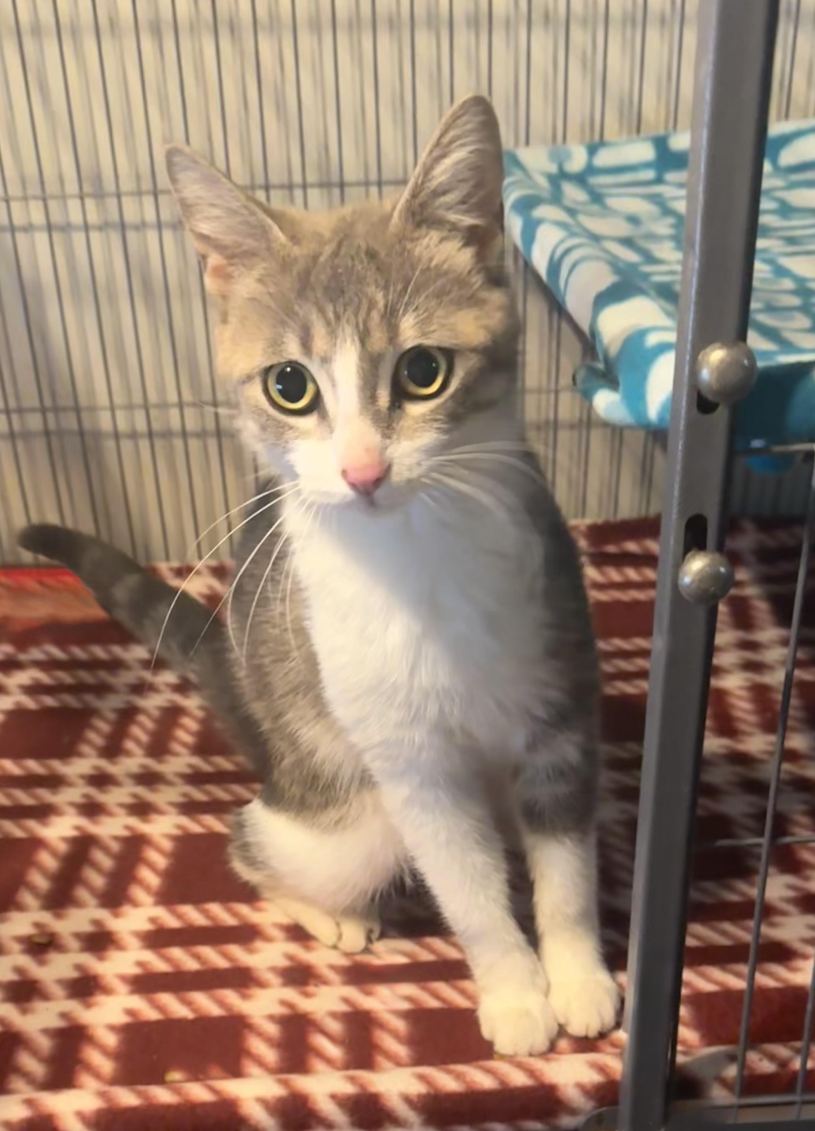 Fifa, ADOPTABLE, Young Female Dilute Tortoiseshell & Tabby.