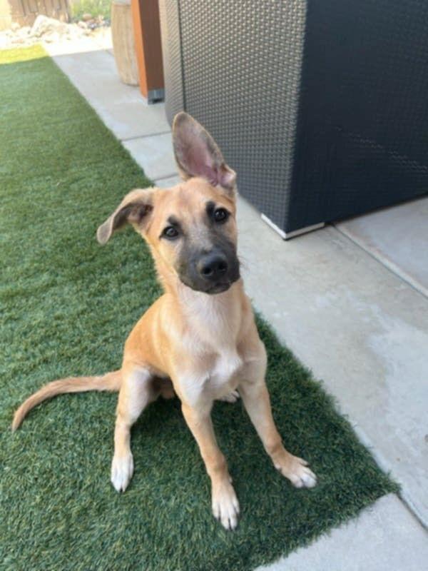 Enlarge Waldo, a Adopted mixed breed in Visalia, CA image 1/3