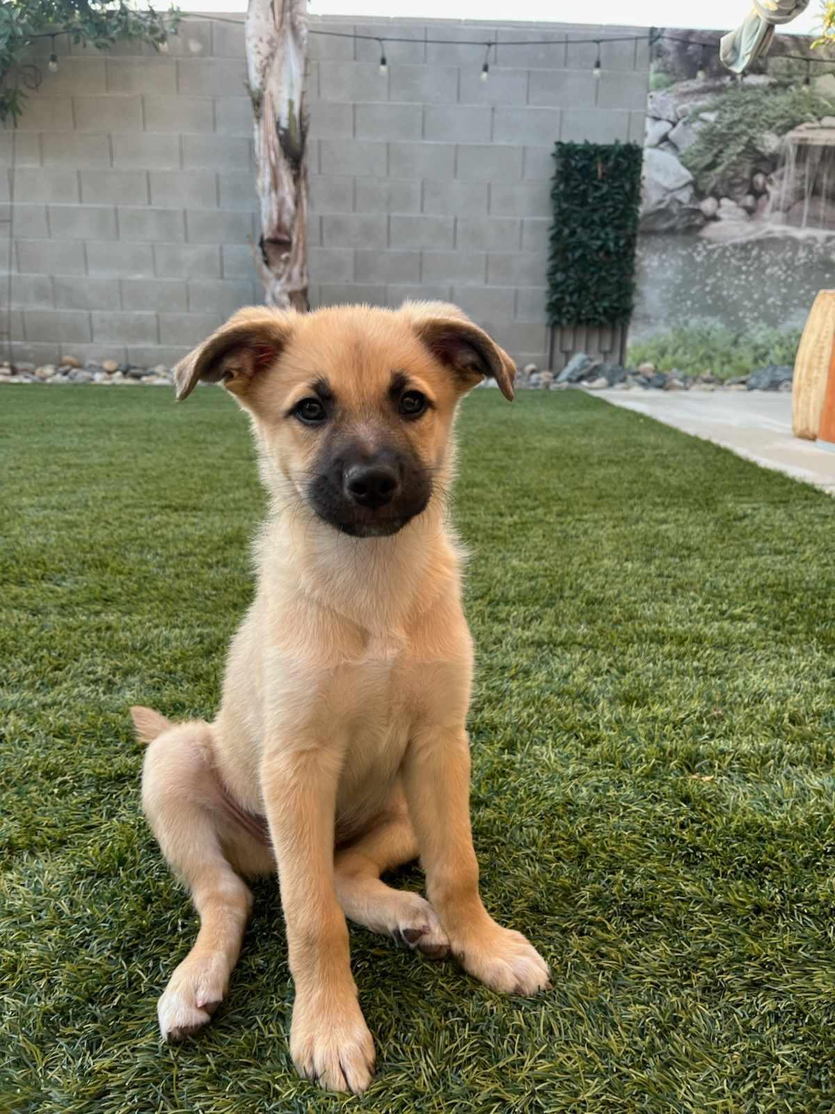 Enlarge Waldo, a Adopted mixed breed in Visalia, CA image 2/3