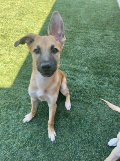 Enlarge Waldo, a Adopted mixed breed in Visalia, CA image 3/3