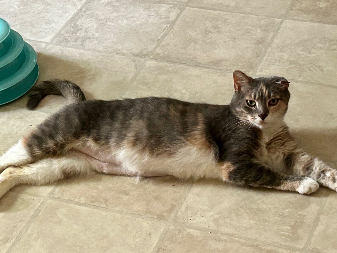 Serenity, Adopted, Adult Female Domestic Short Hair.