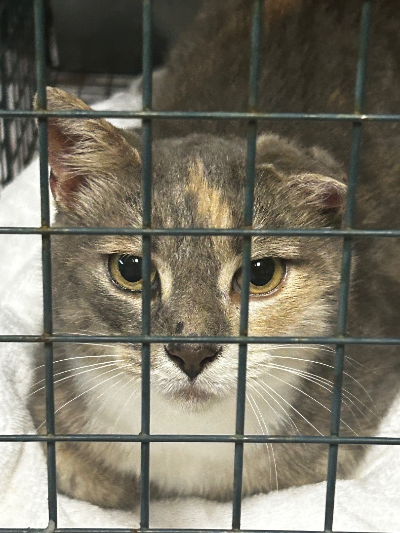 Enlarge Serenity, a Adopted Domestic Short Hair in Winston-Salem, NC image 2/3