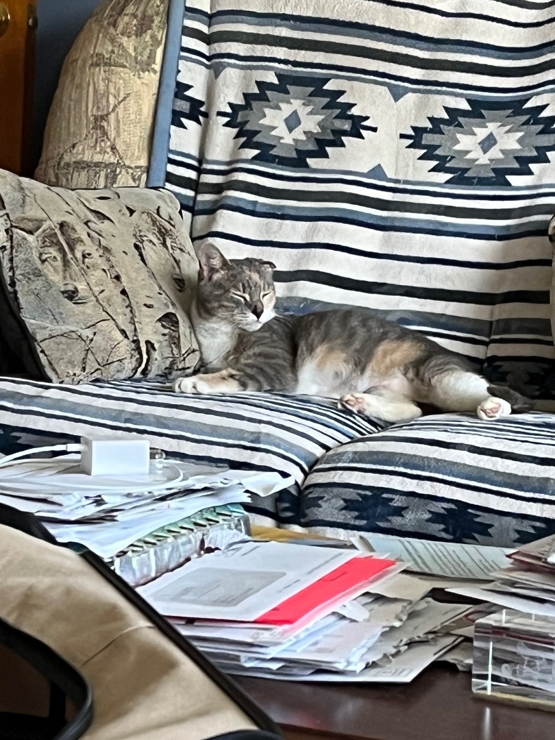 Enlarge Serenity, a Adopted Domestic Short Hair in Winston-Salem, NC image 3/3