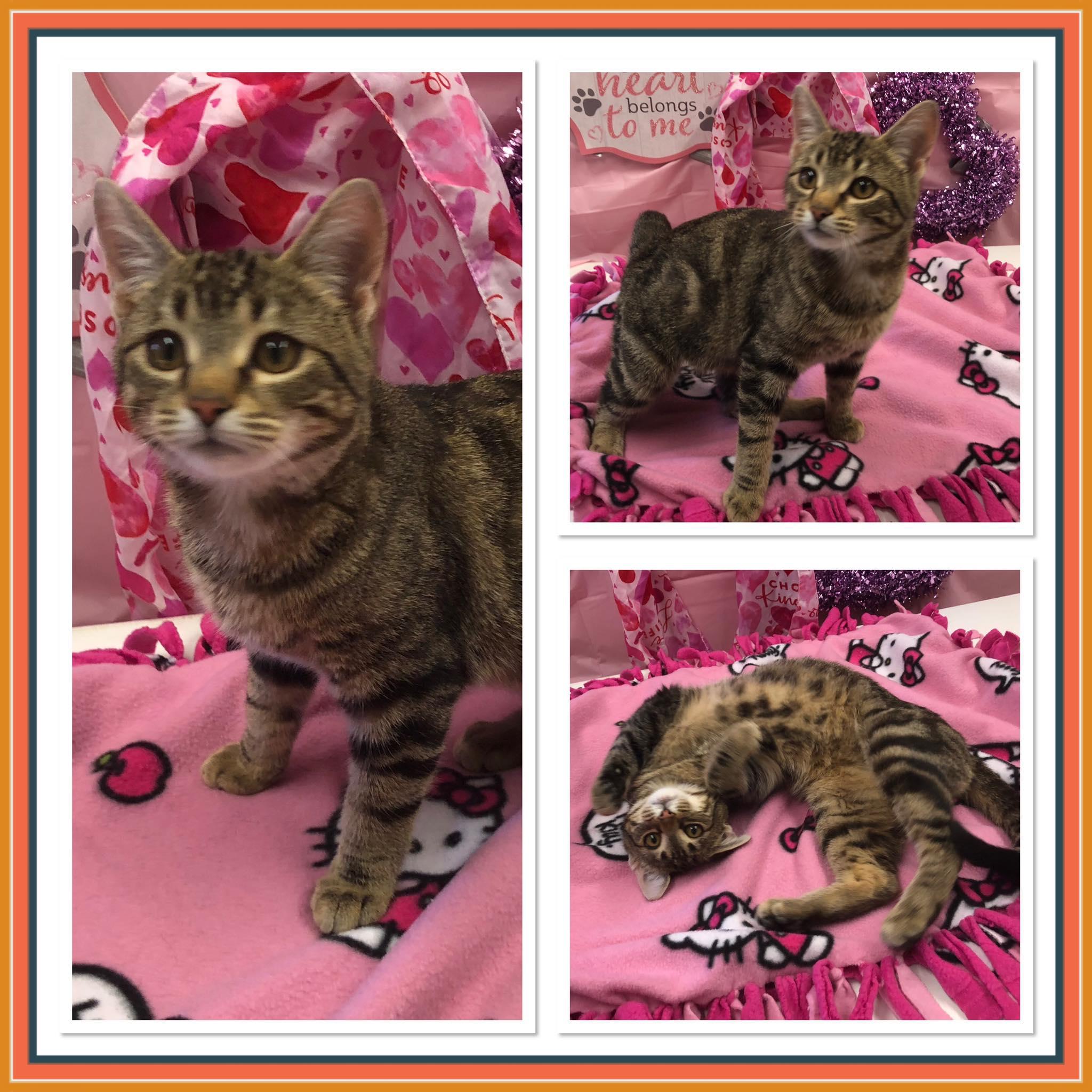HAM-STER, ADOPTABLE, Kitten Male Domestic Short Hair.