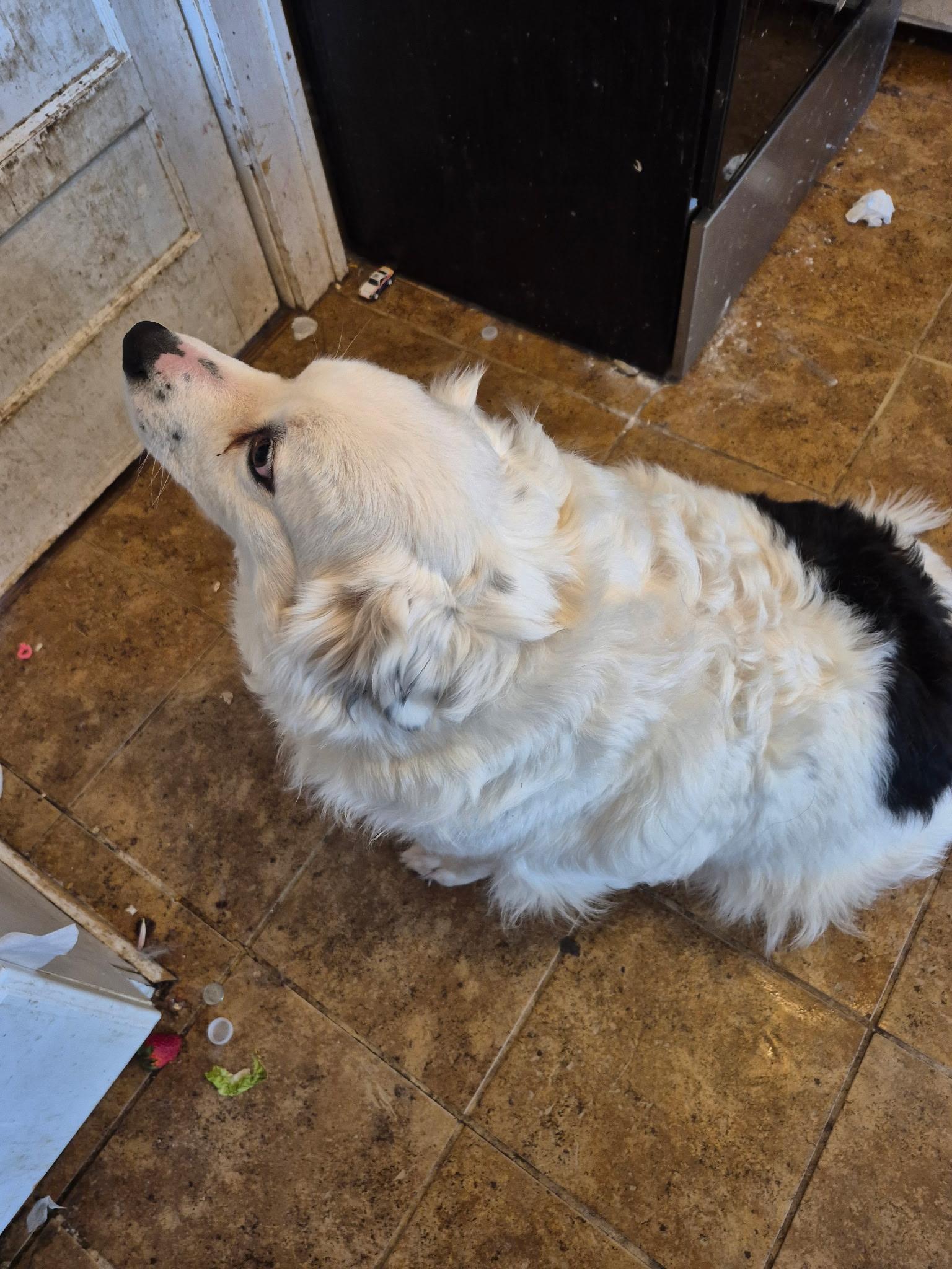 Enlarge Satine **Community Post**, a ADOPTABLE mixed breed in Floyd, VA image 2/3