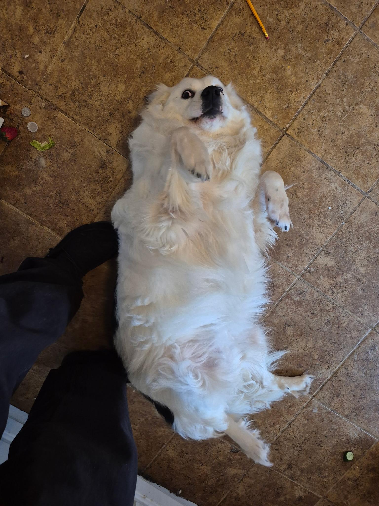 Enlarge Satine **Community Post**, a ADOPTABLE mixed breed in Floyd, VA image 3/3