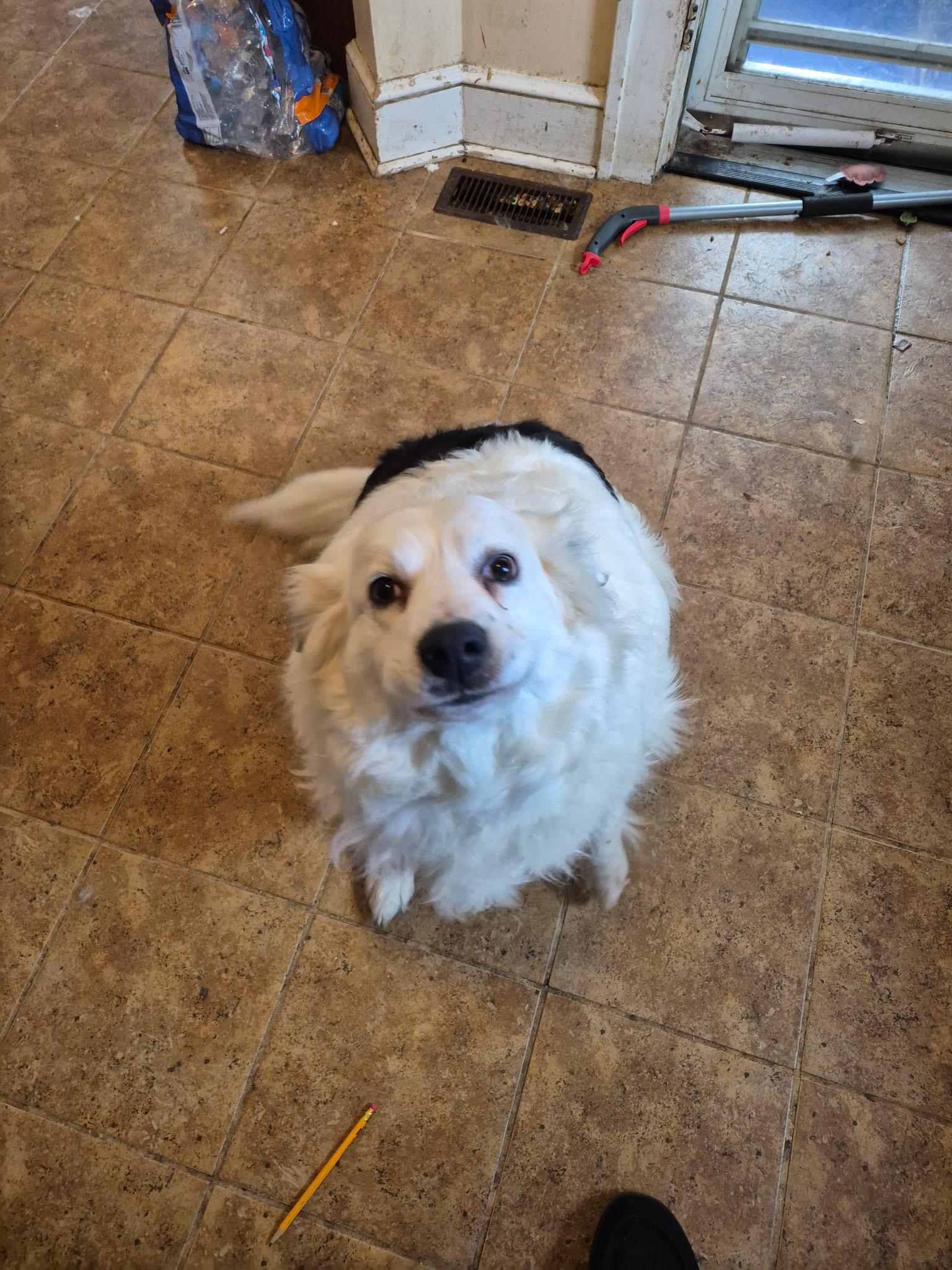 Enlarge Satine **Community Post**, a ADOPTABLE mixed breed in Floyd, VA image 1/3