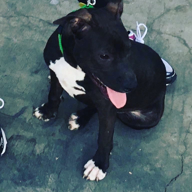 Clyde, a Adoptable mixed breed image 1/12