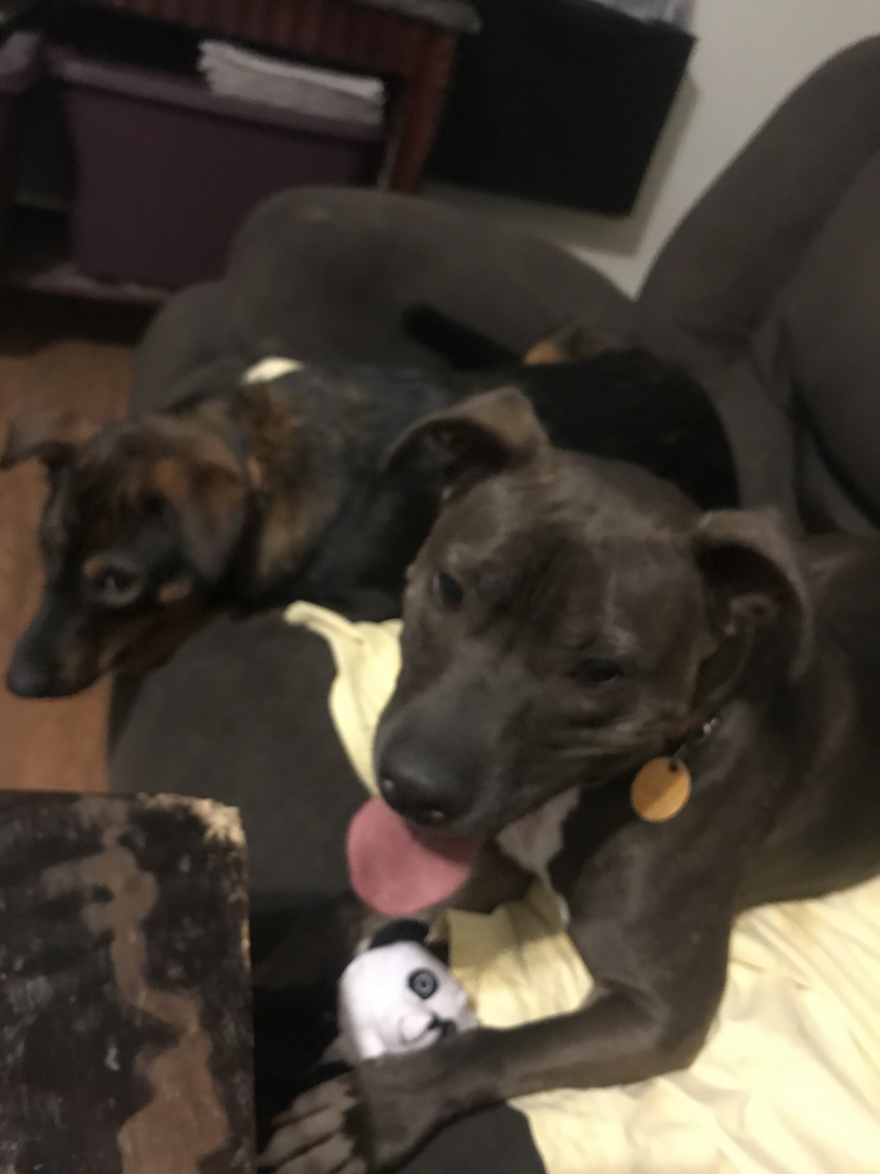 Clyde, a Adoptable mixed breed image 2/12