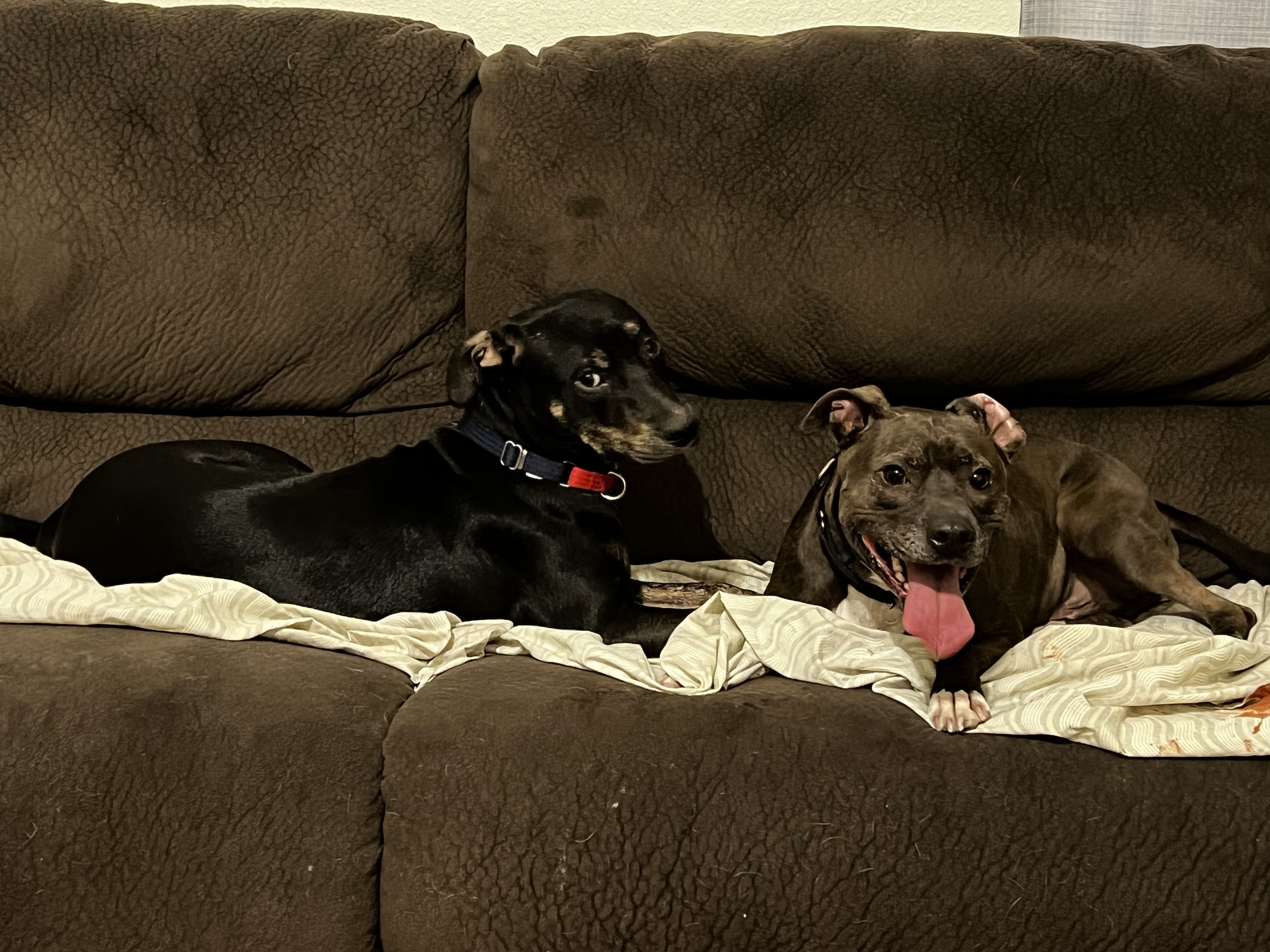 Clyde, a Adoptable mixed breed image 3/12