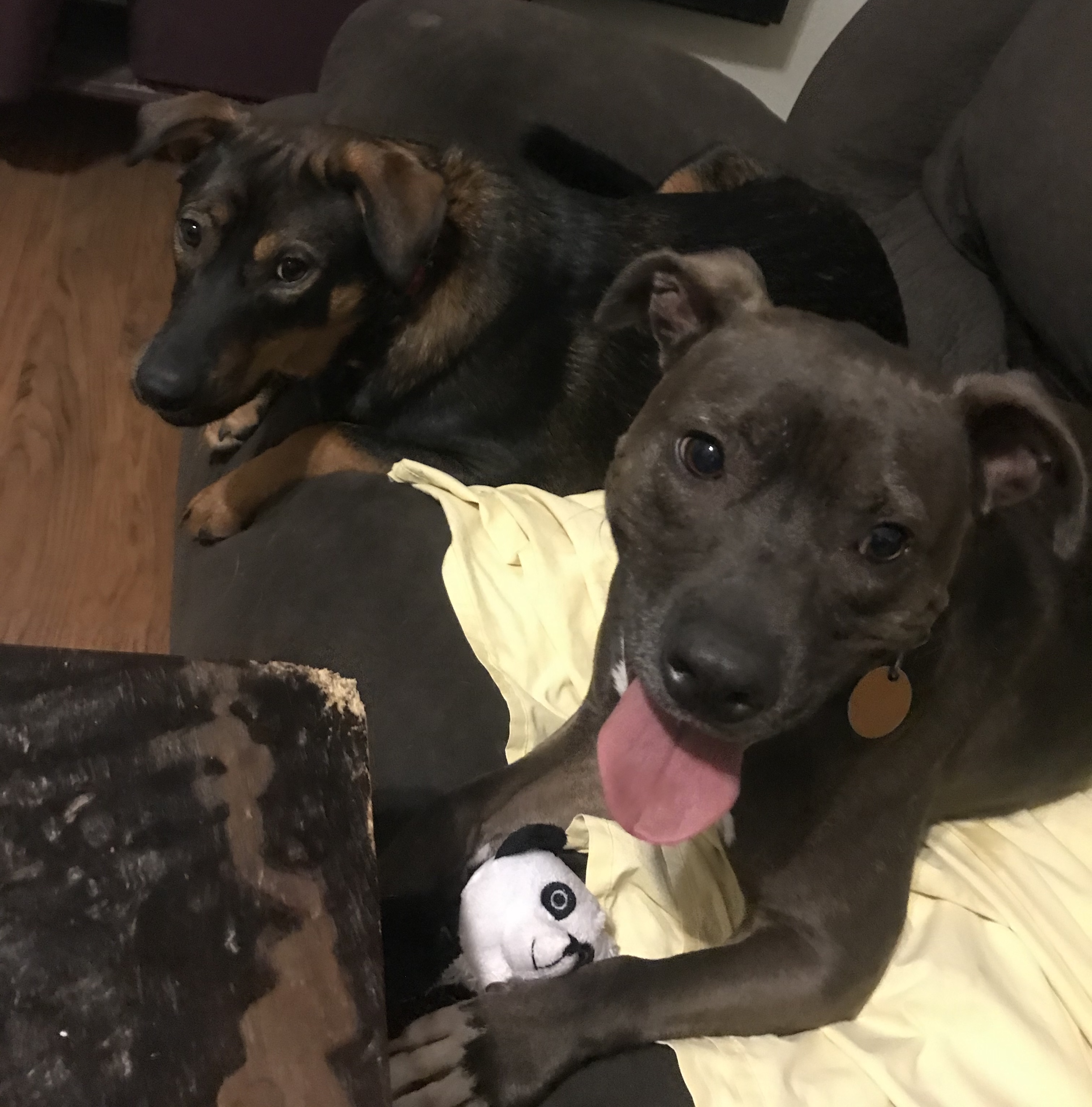 Clyde, a Adoptable mixed breed image 4/12