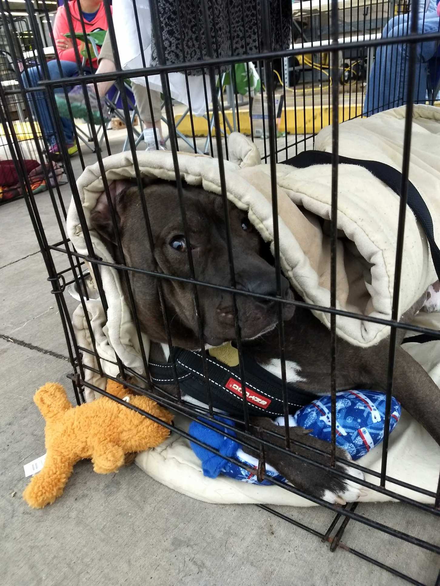 Clyde, a Adoptable mixed breed image 5/12