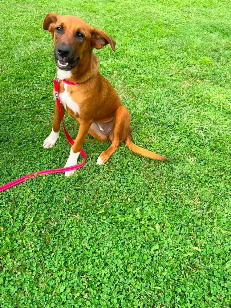Socks, Adoptable, Puppy Female Labrador Retriever.