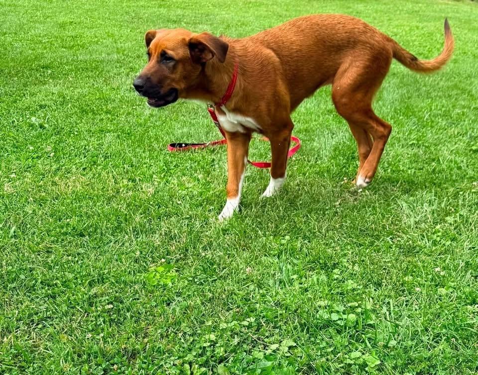 Enlarge Socks, a Adoptable mixed breed in Irwin, PA image 2/5