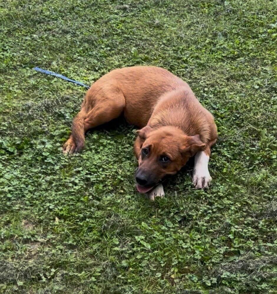 Enlarge Socks, a Adoptable mixed breed in Irwin, PA image 3/5