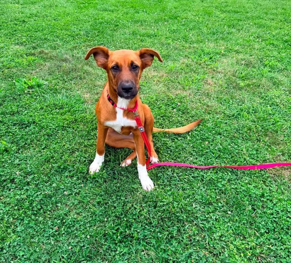 Enlarge Socks, a Adoptable mixed breed in Irwin, PA image 4/5