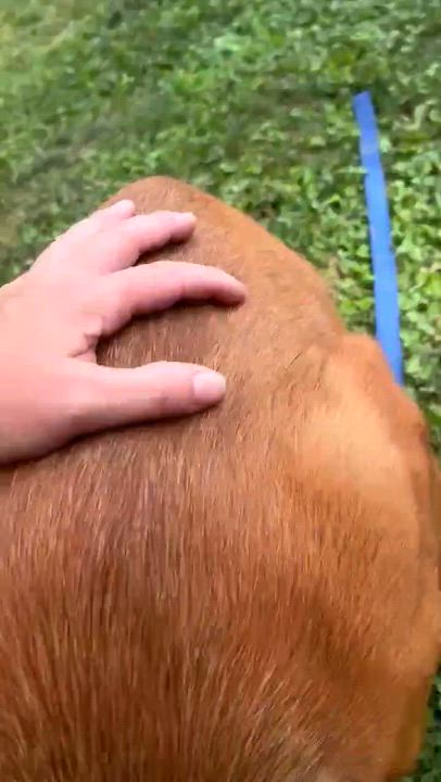 Enlarge Socks, a Adoptable mixed breed in Irwin, PA video 5/5