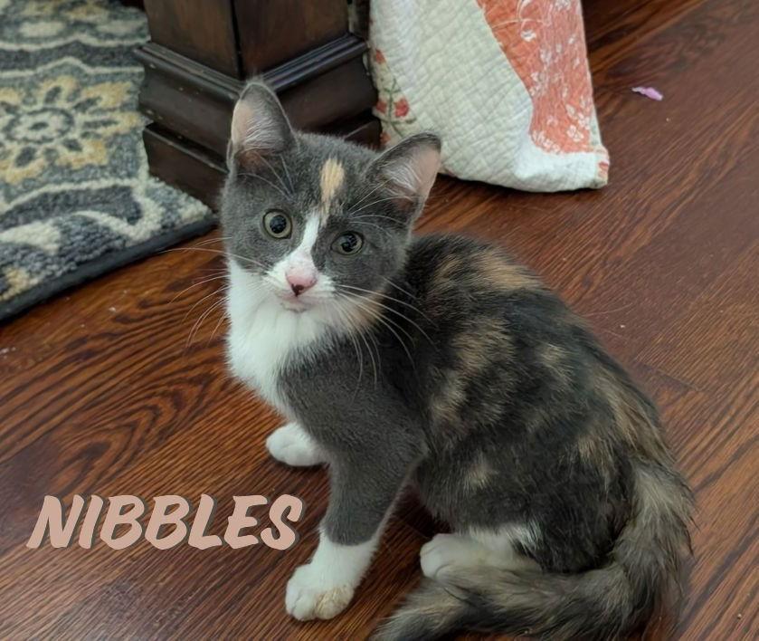 Nibbles Wright, Adopted, Kitten Female Domestic Short Hair & Calico.