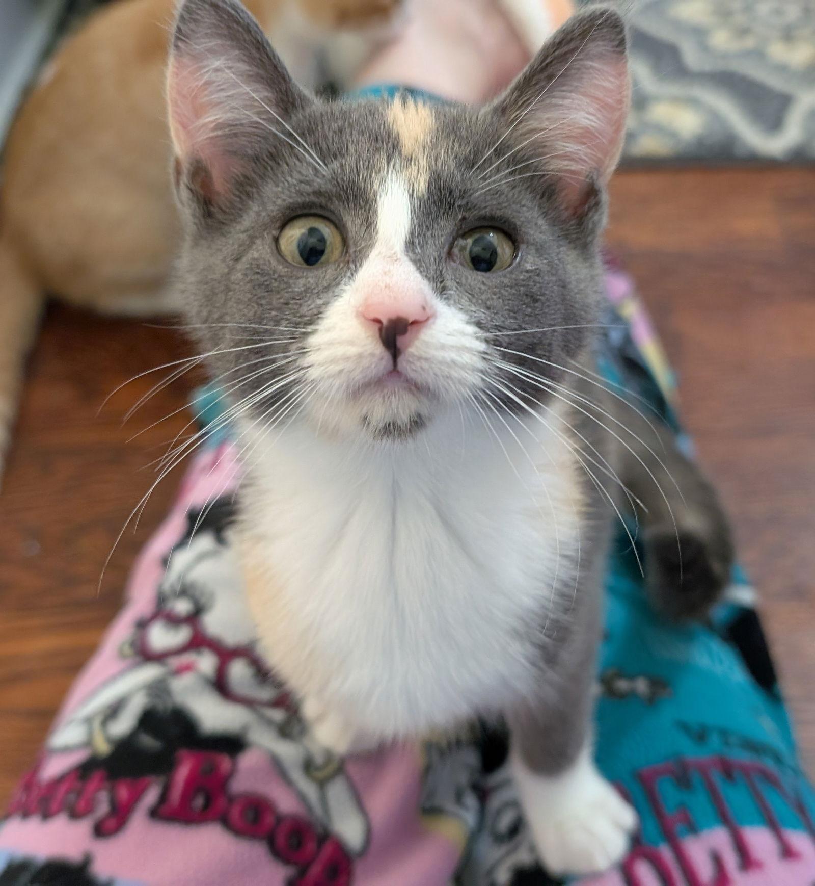 Enlarge Nibbles Wright, a Adopted mixed breed in Alpharetta, GA image 2/3