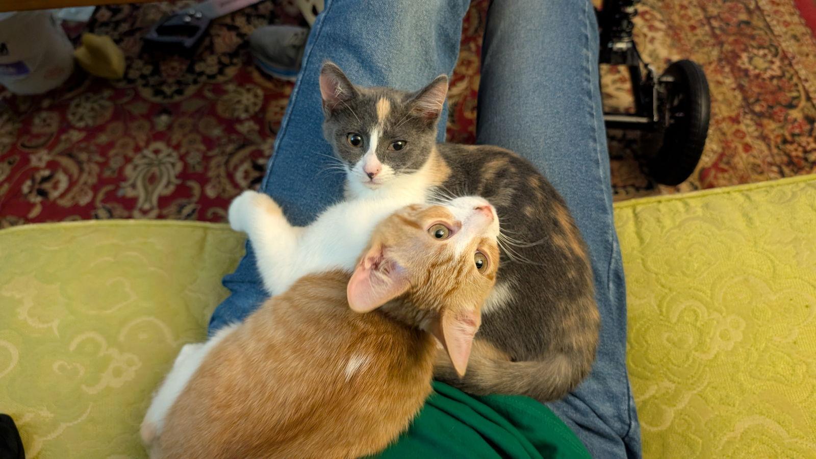 Enlarge Nibbles Wright, a Adopted mixed breed in Alpharetta, GA image 3/3