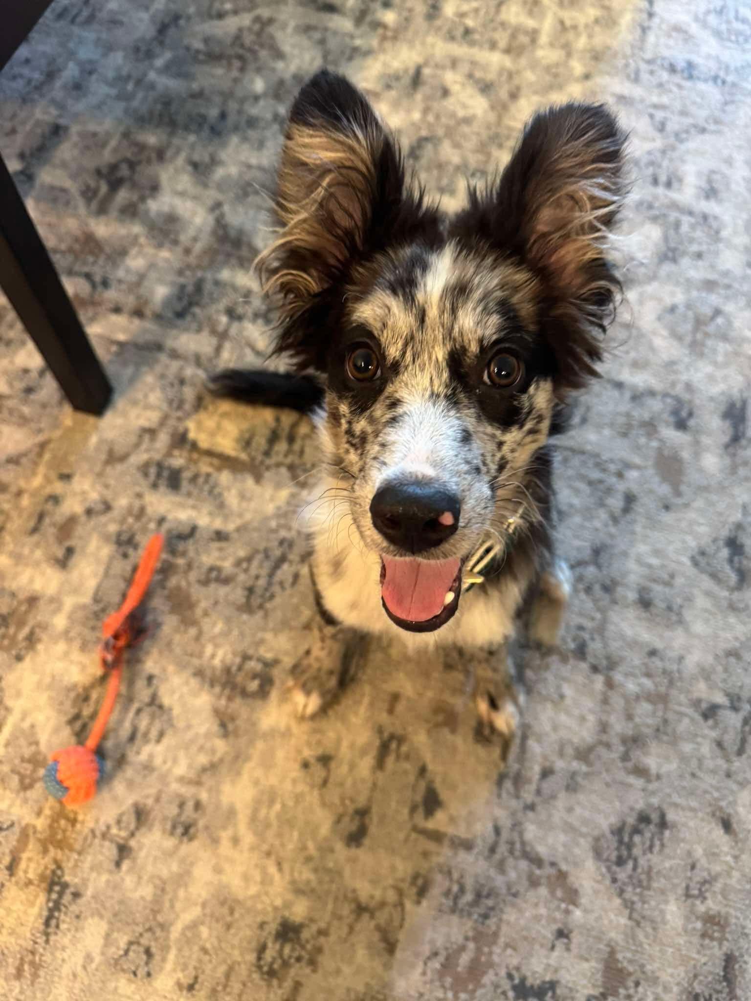 Enlarge Oreo, a Adopted mixed breed in Geneseo , IL image 2/4